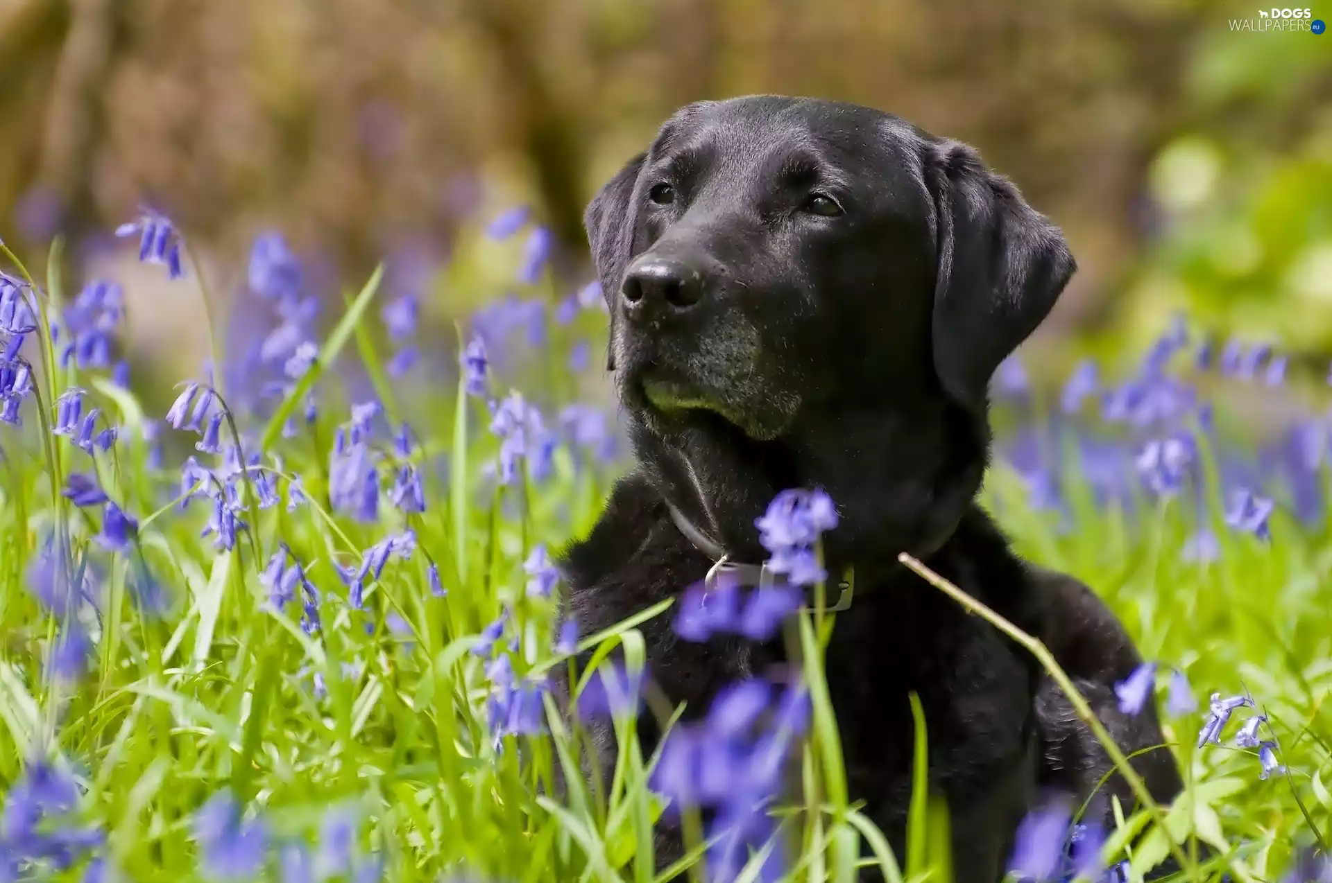 Flowers, Black, doggy