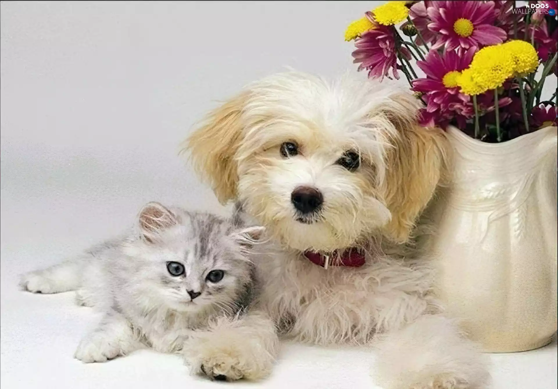 Flowers, kitten, doggy
