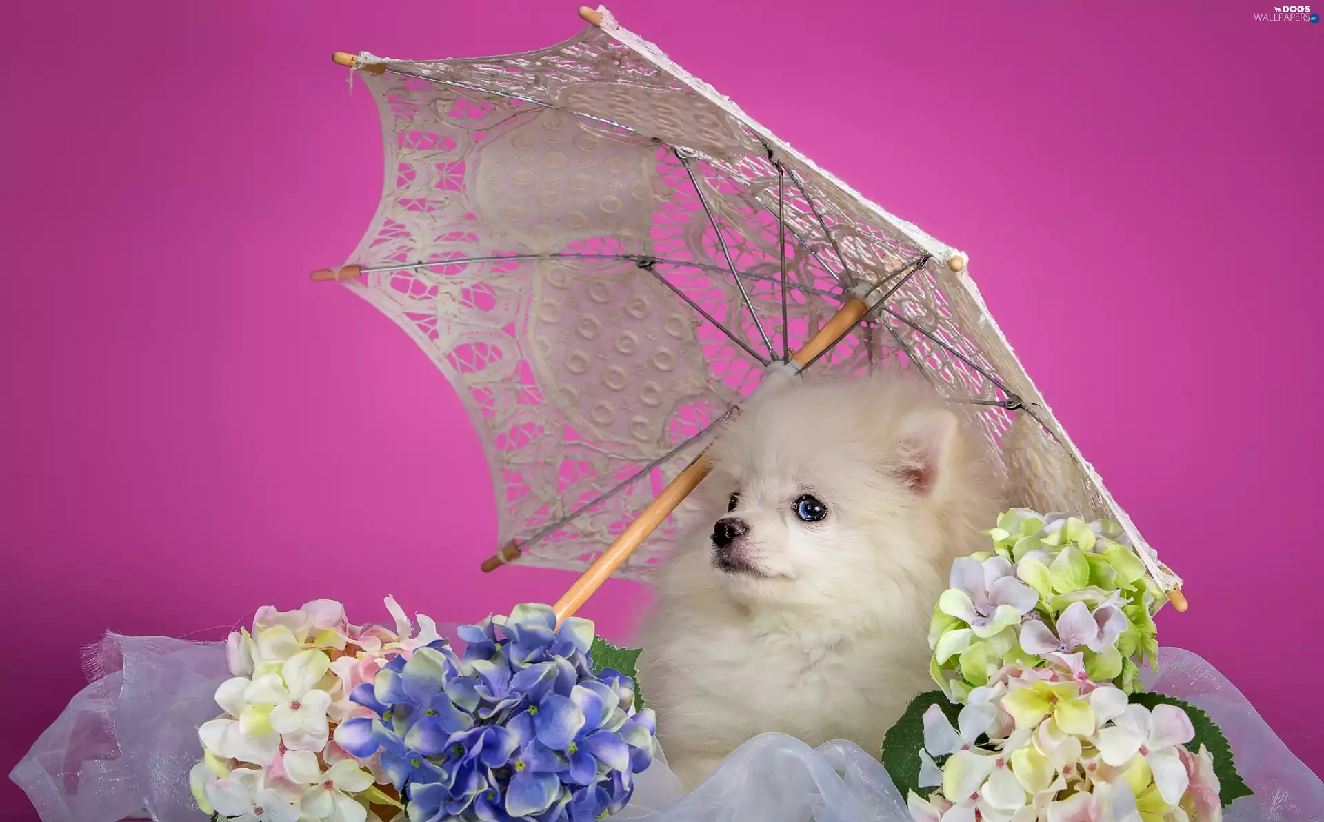 Umbrella, Flowers, doggy, point, White