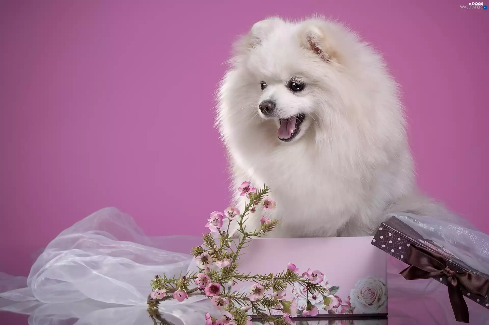 Flowers, White, doggy