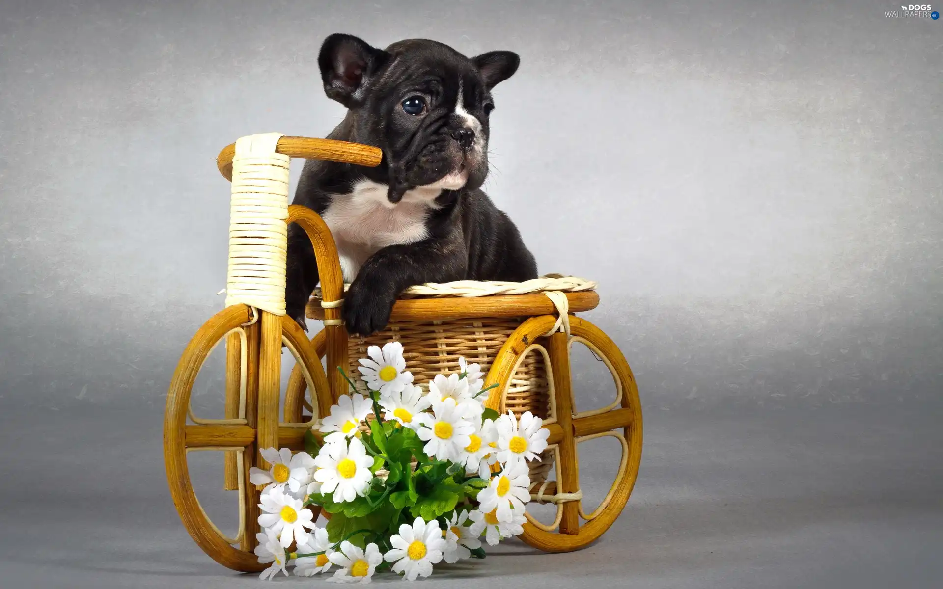 Flowers, doggy
