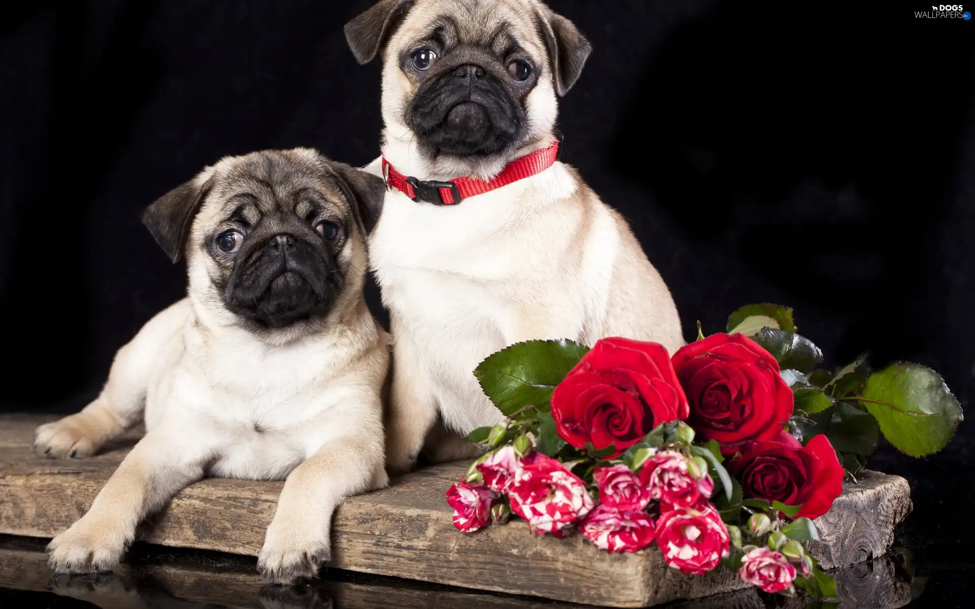 Flowers, pugs, Dogs, puppies