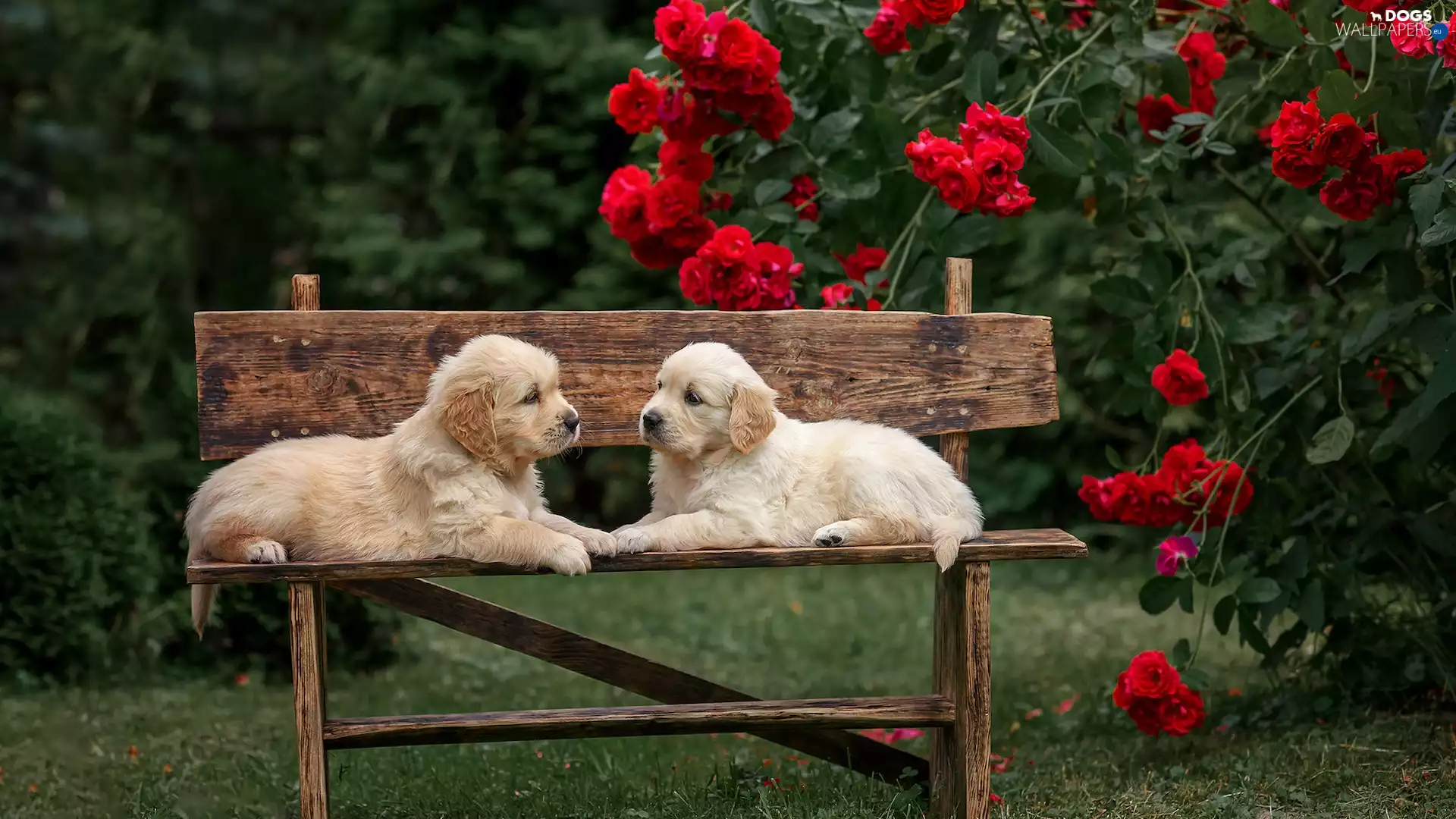 Golden Retriever, Dogs, Flowers, roses, Bench, puppies