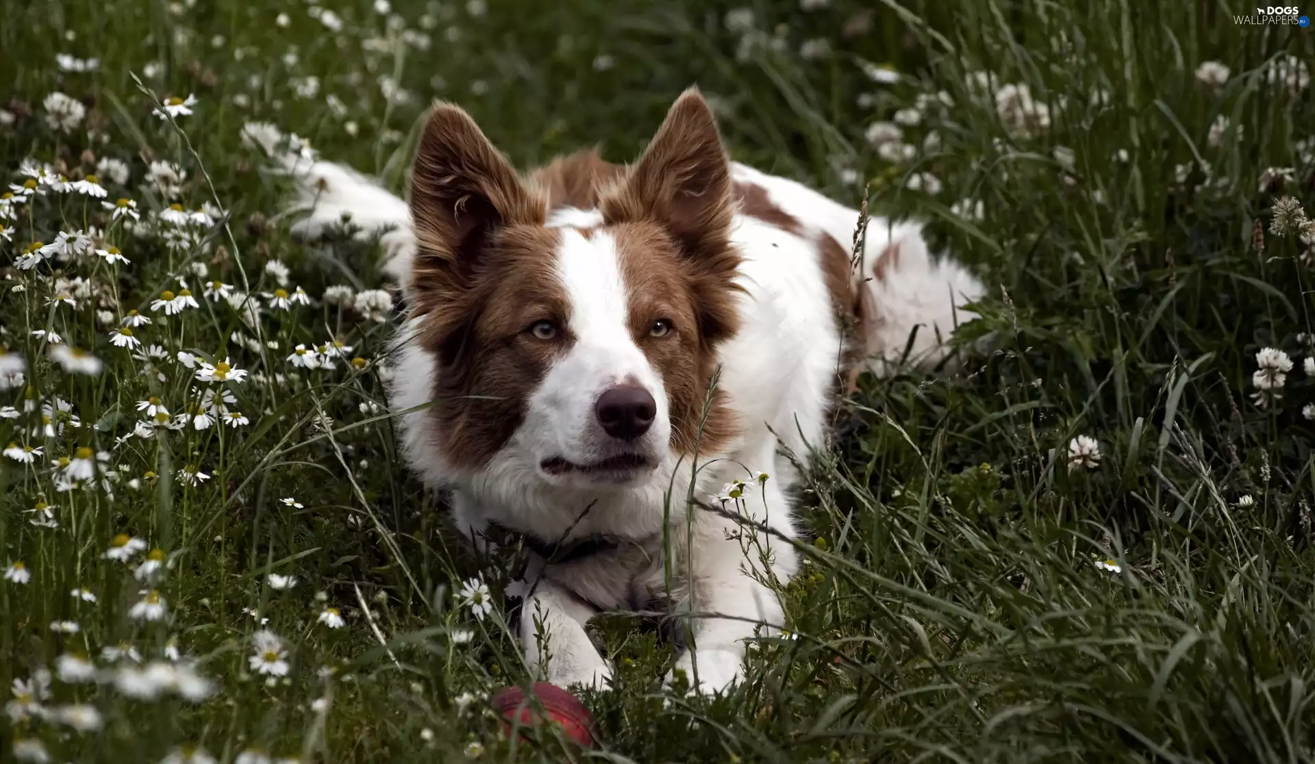Flowers, dog, grass