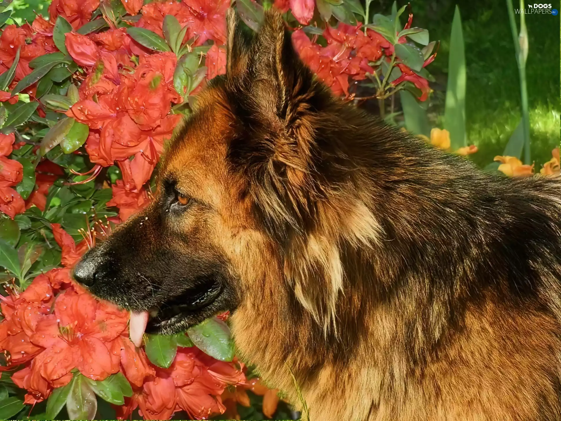 Flowers, alsatian, Head