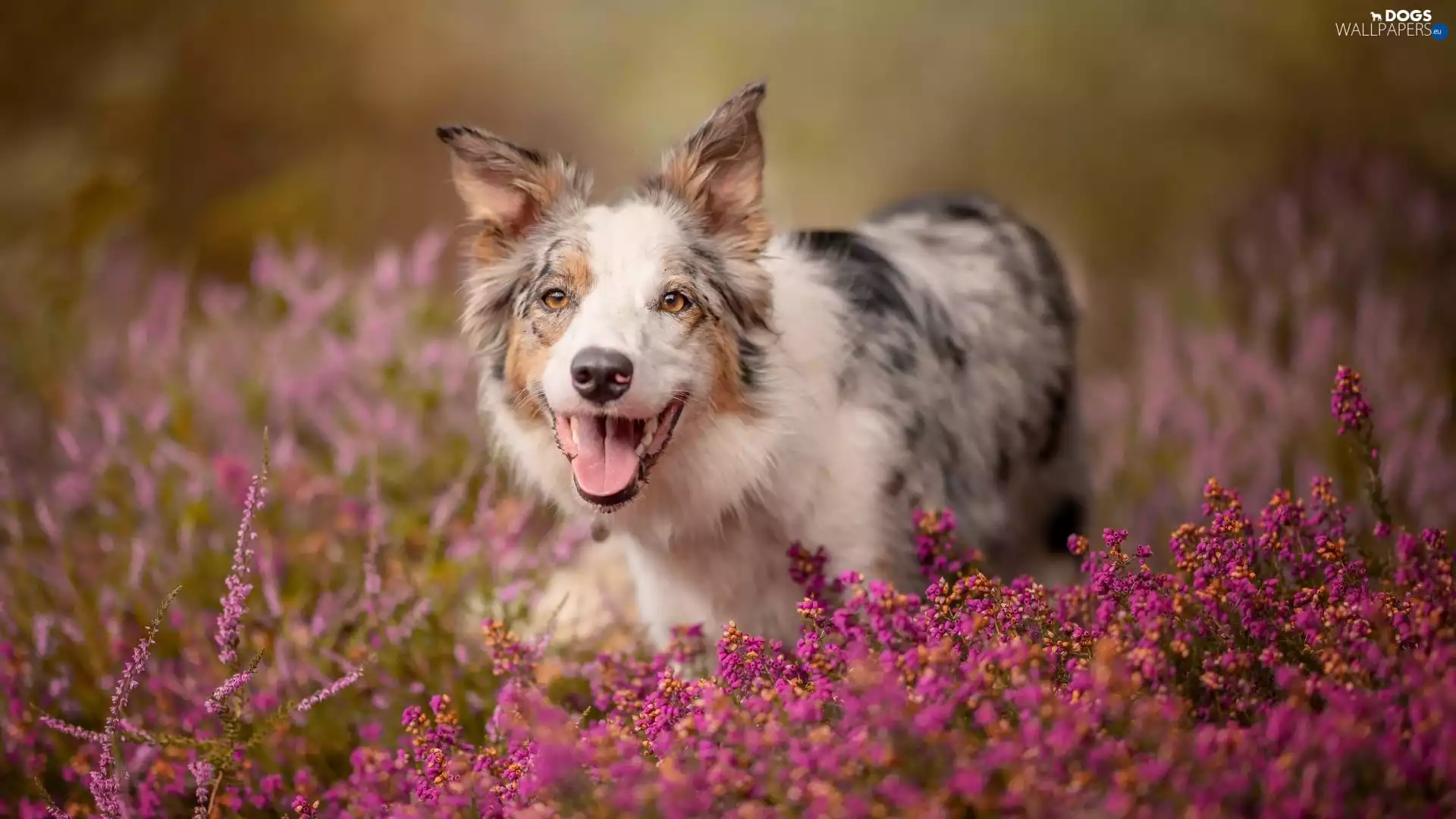dog, Flowers, Heath, Border Collie