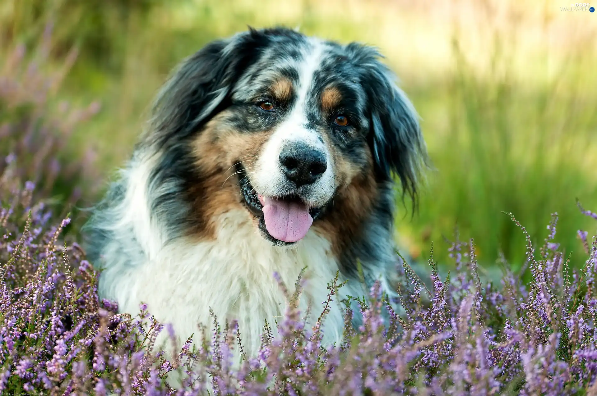 Flowers, Australian Shepherd, dog, heather, pastoral