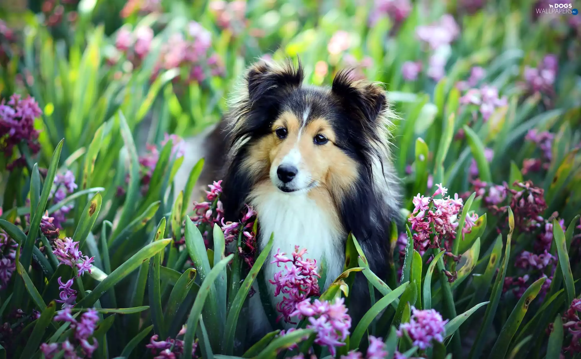 Hyacinths, shetland Sheepdog, Flowers