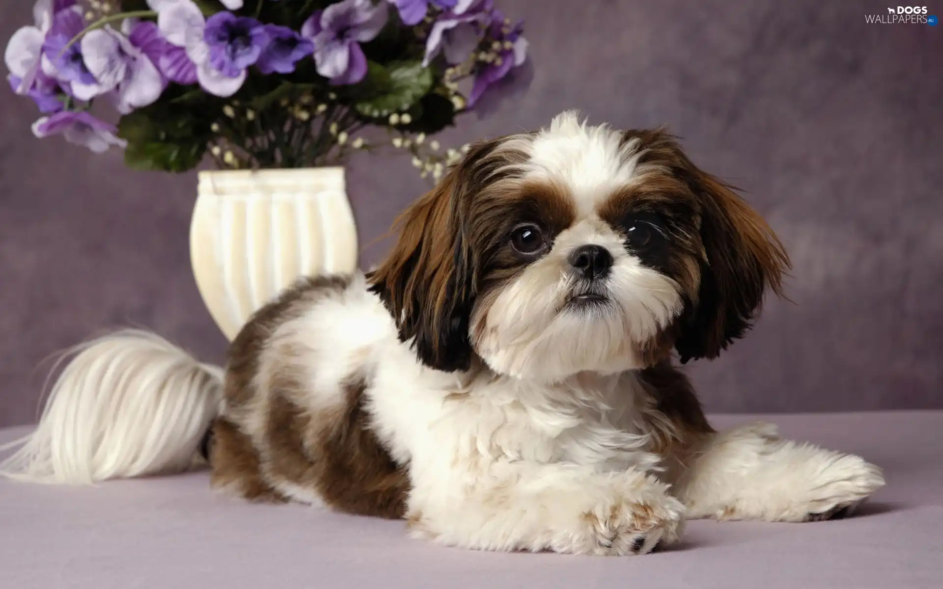 flowers, purple, doggy, Japanese spaniel