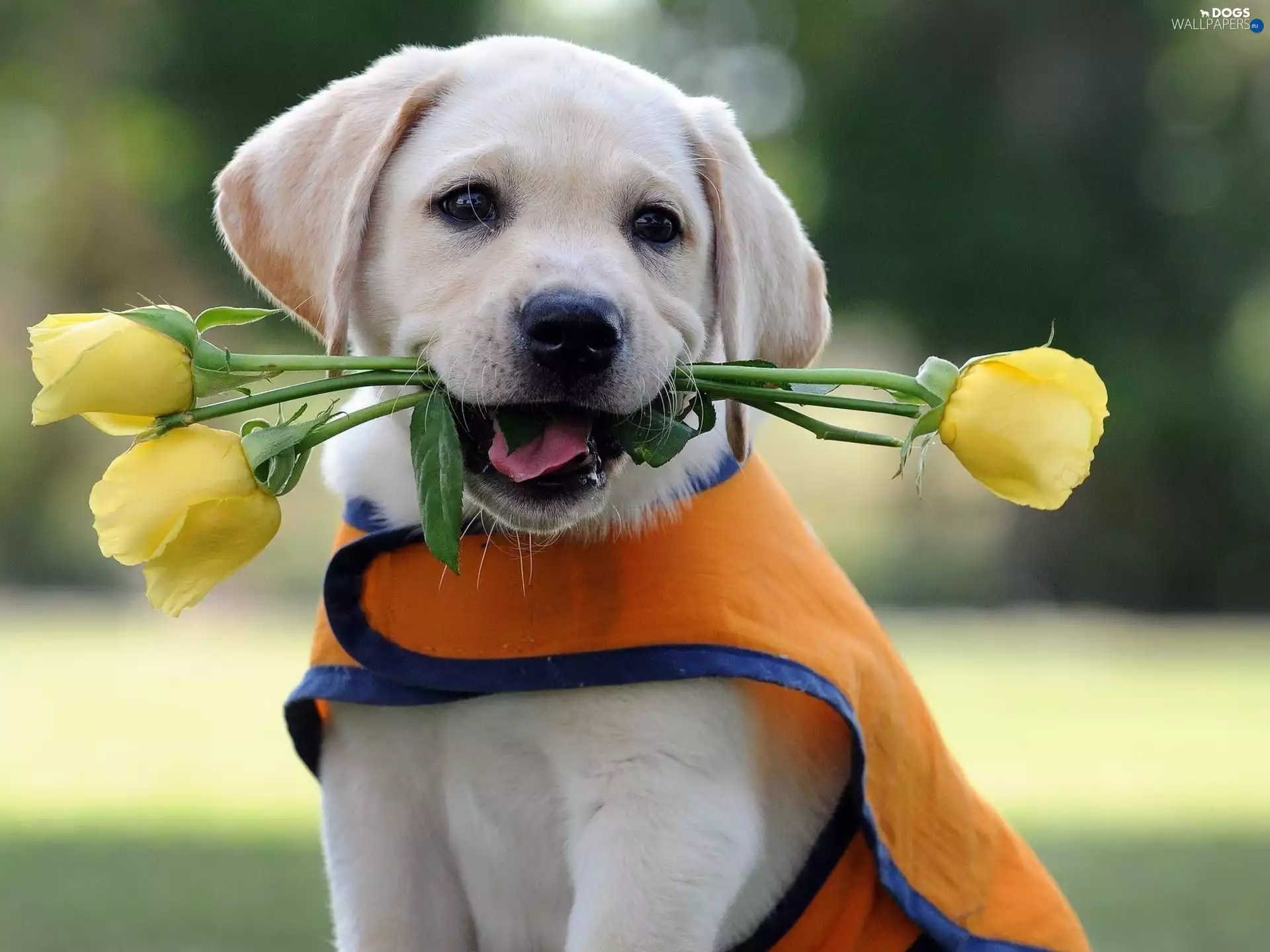 Labrador Retriever, doggie, Flowers