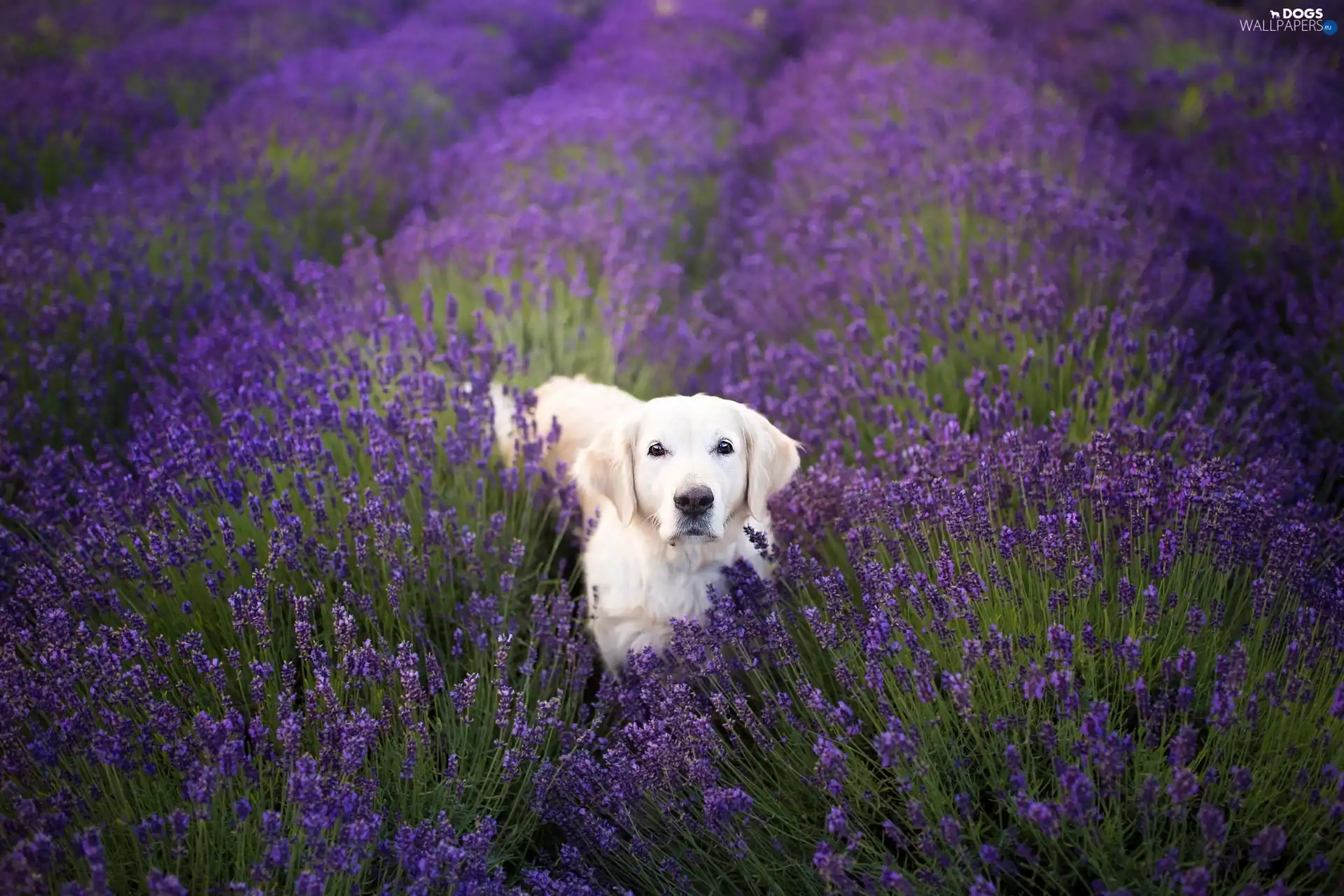 dog, Flowers, lavender, Golden Retriever