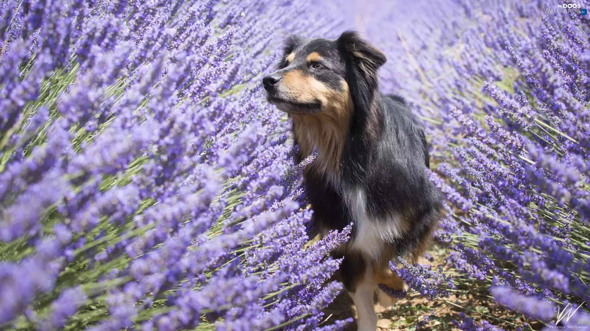 dog, Flowers, lavender, Australian Shepherd