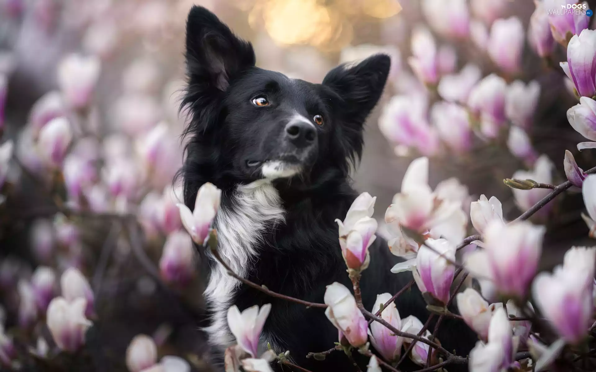 dog, Flowers, Magnolia, Border Collie
