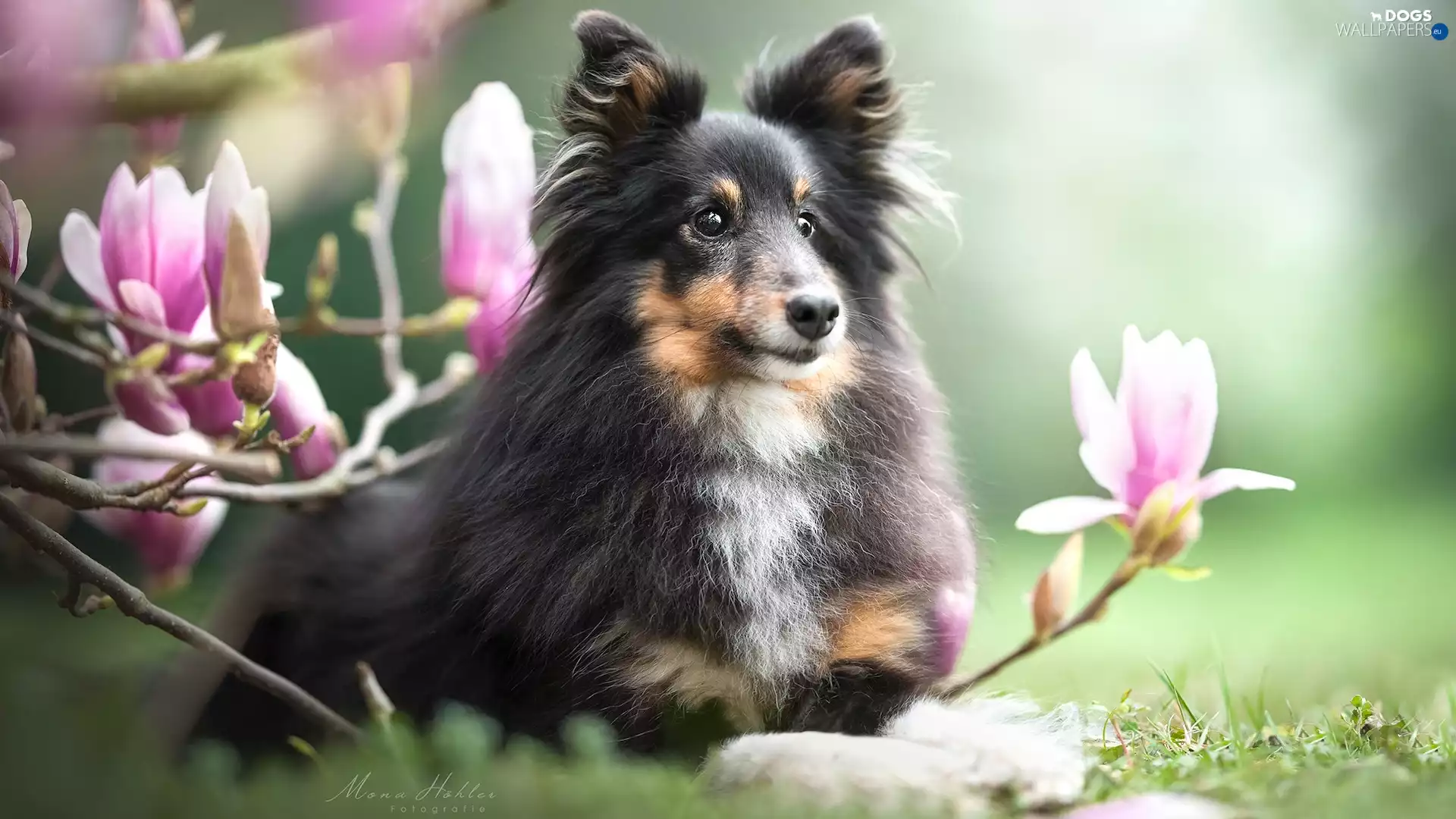 dog, Flowers, Magnolias, shetland Sheepdog