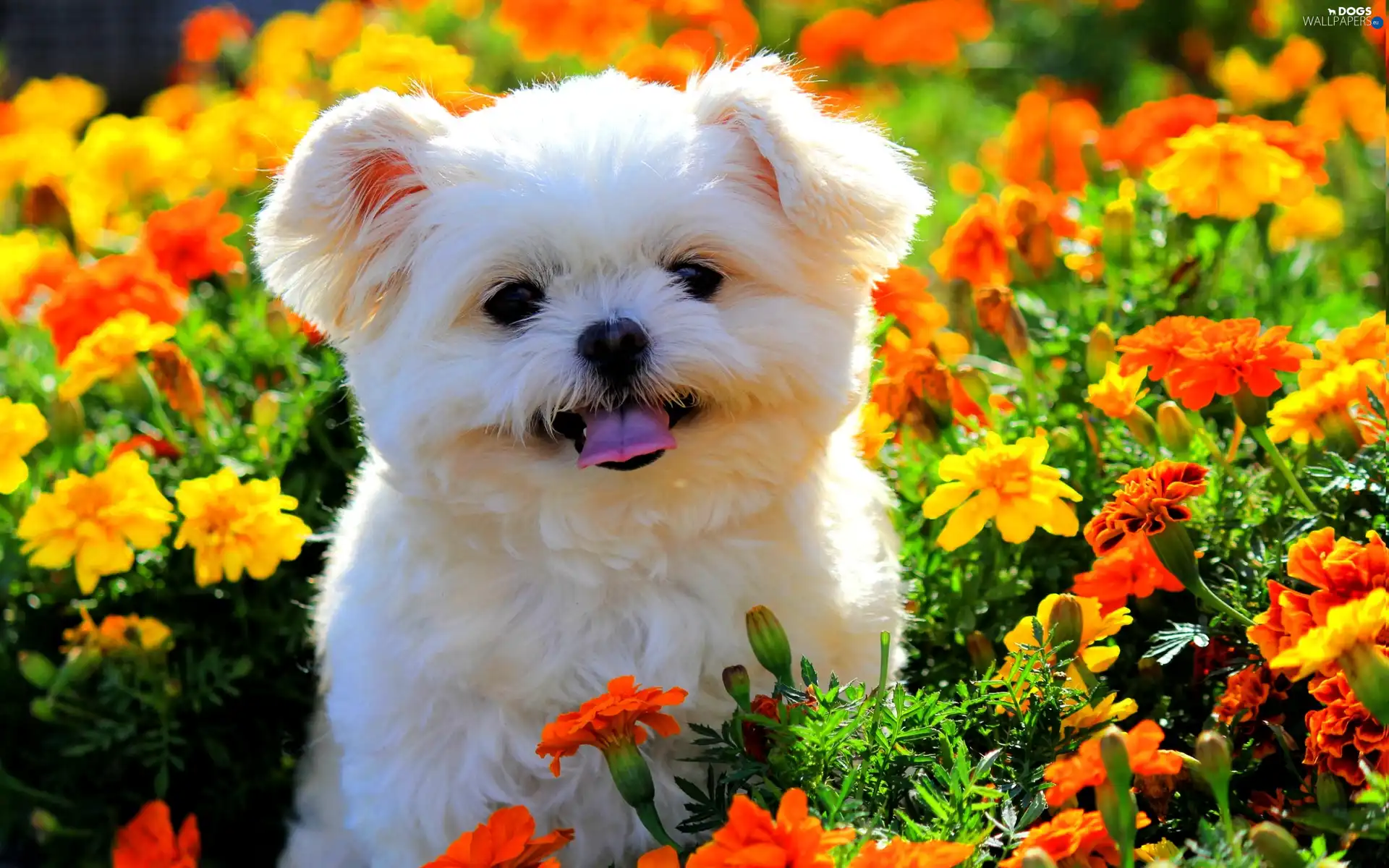 Flowers, color, White, Maltese, doggy