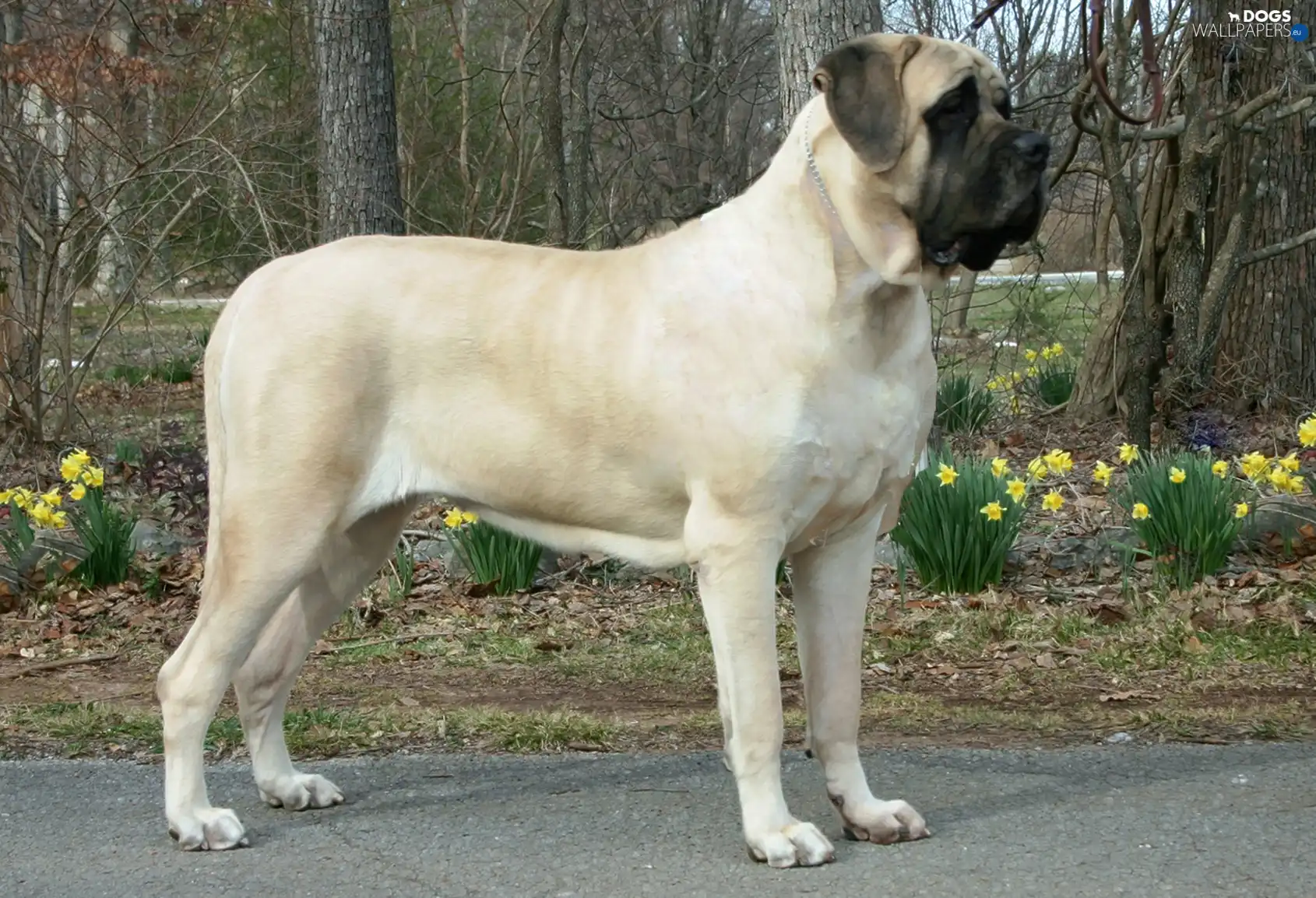 Flowers, Yellow, English mastiff, Mastiff