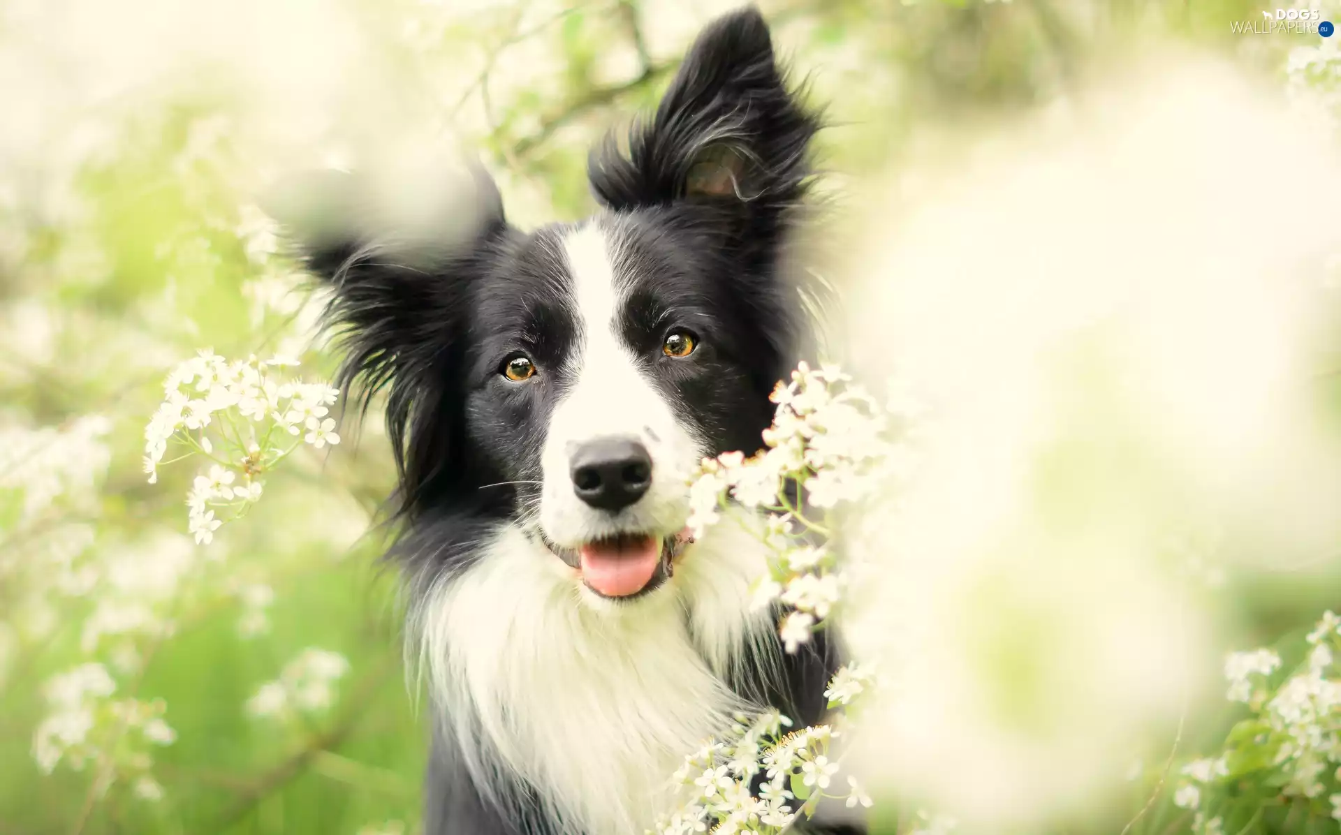 Meadow, Border Collie, Flowers