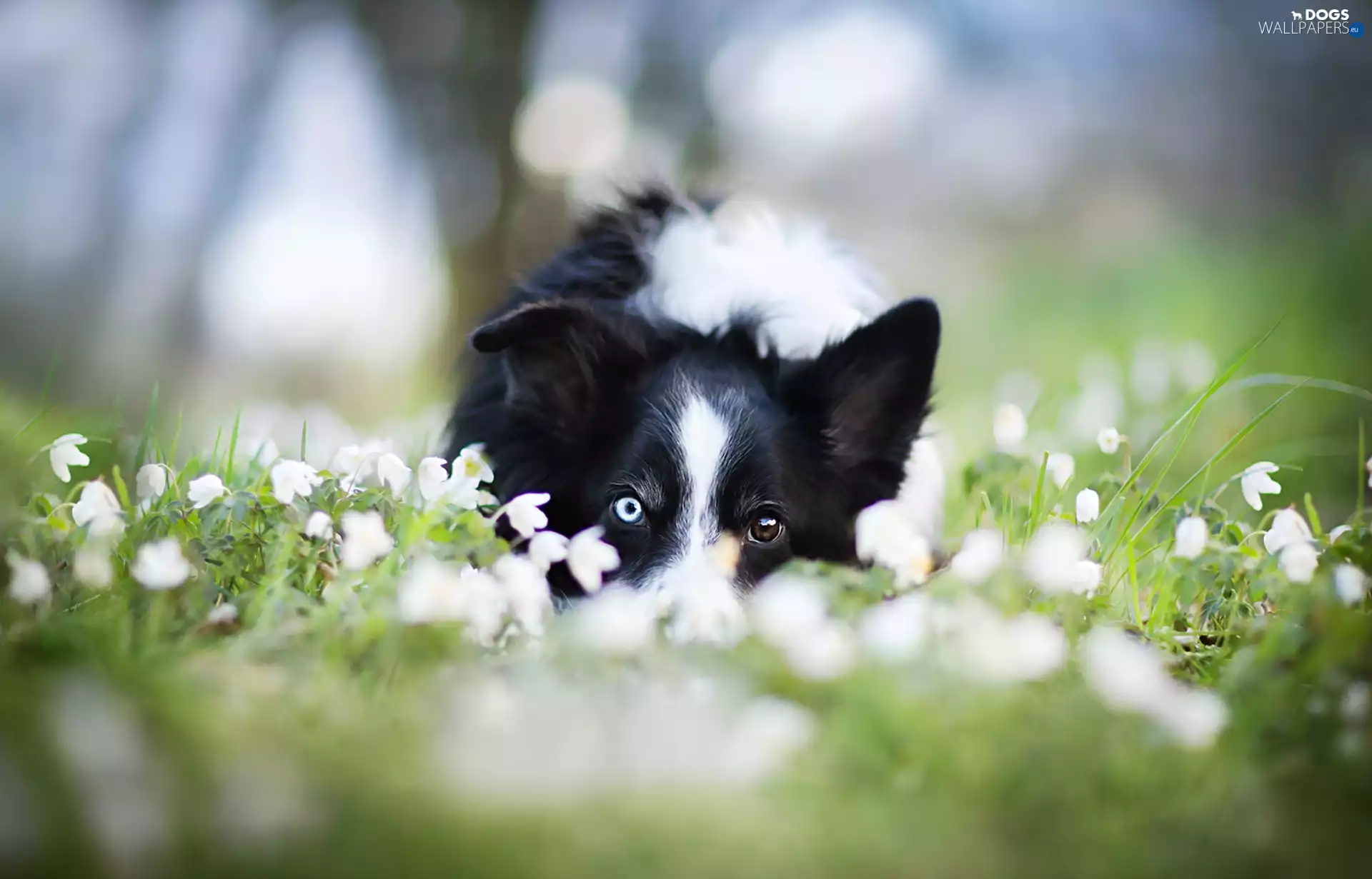 Flowers, dog, Meadow