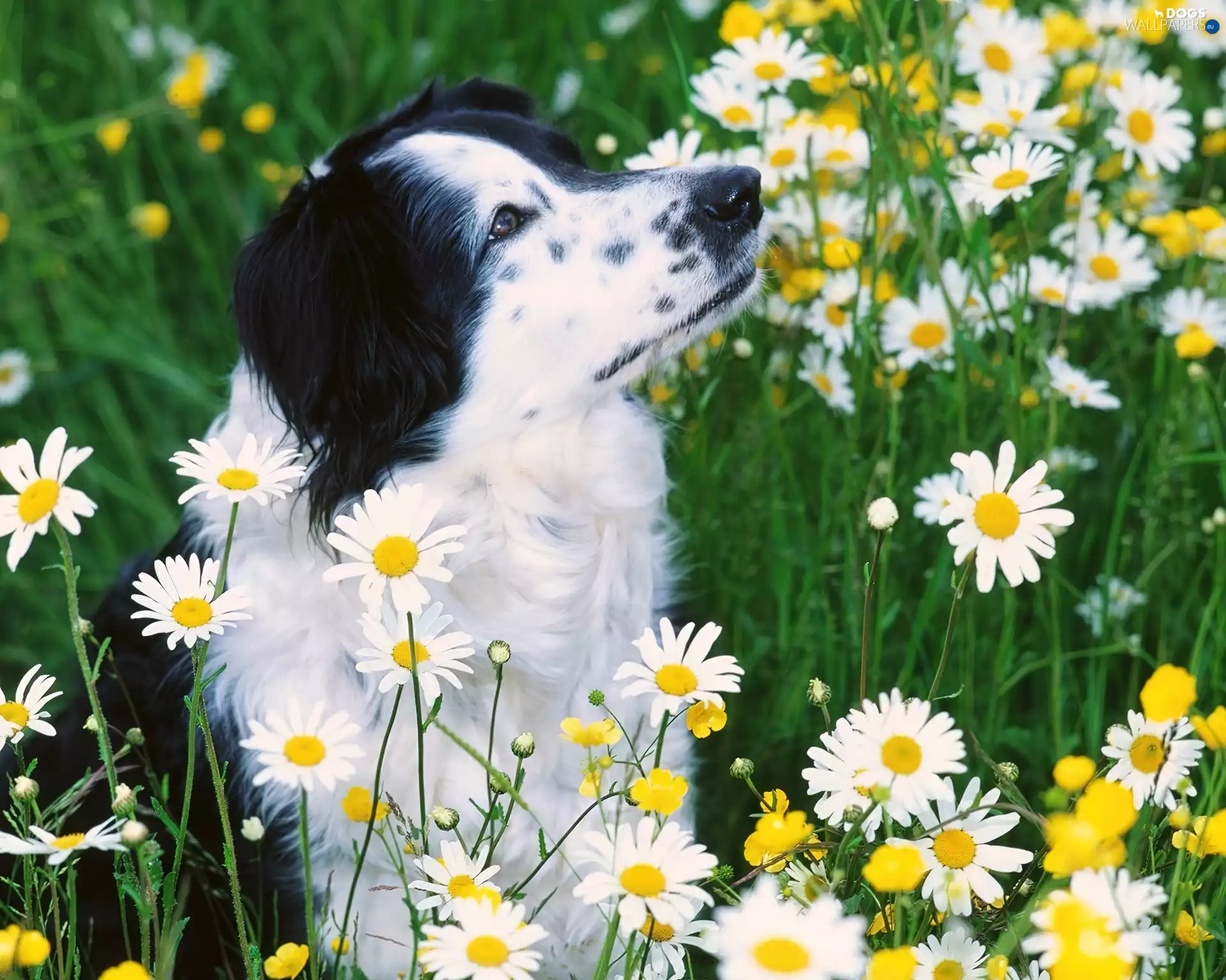 Flowers, dog, Meadow