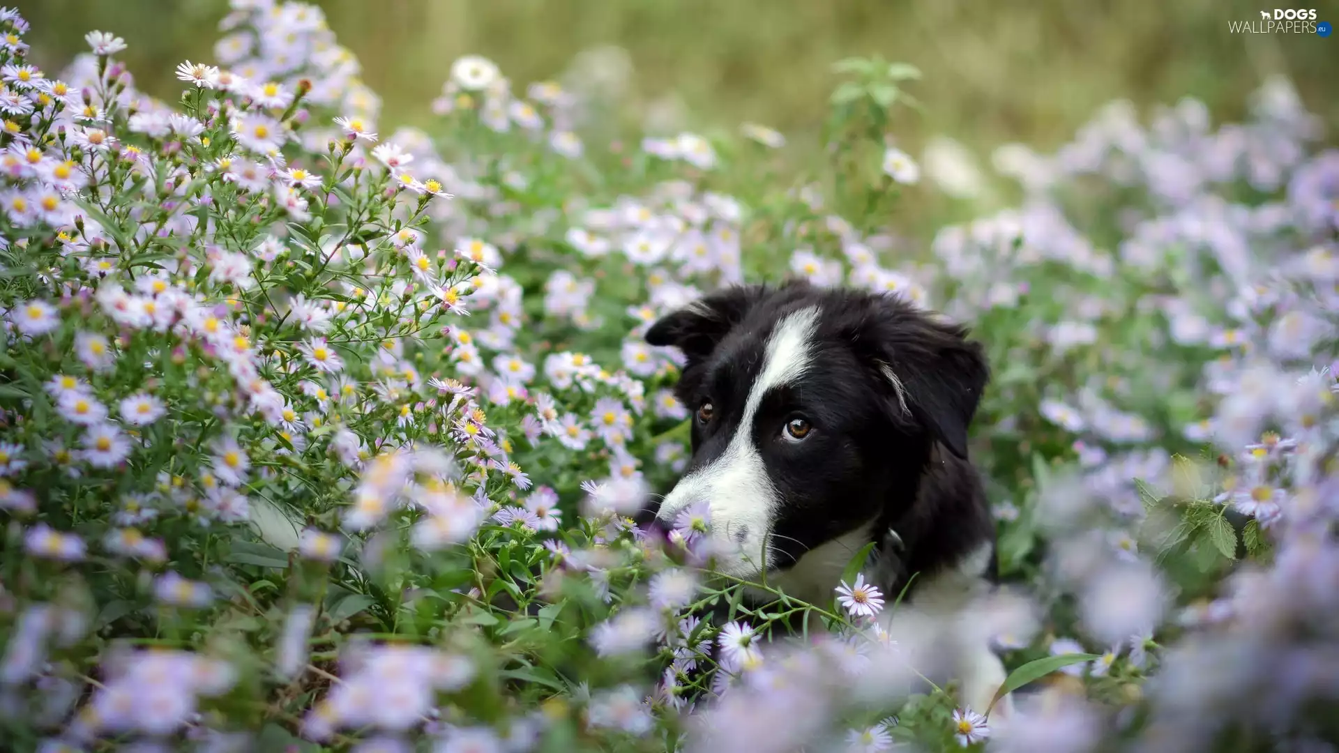 Flowers, dog, Meadow
