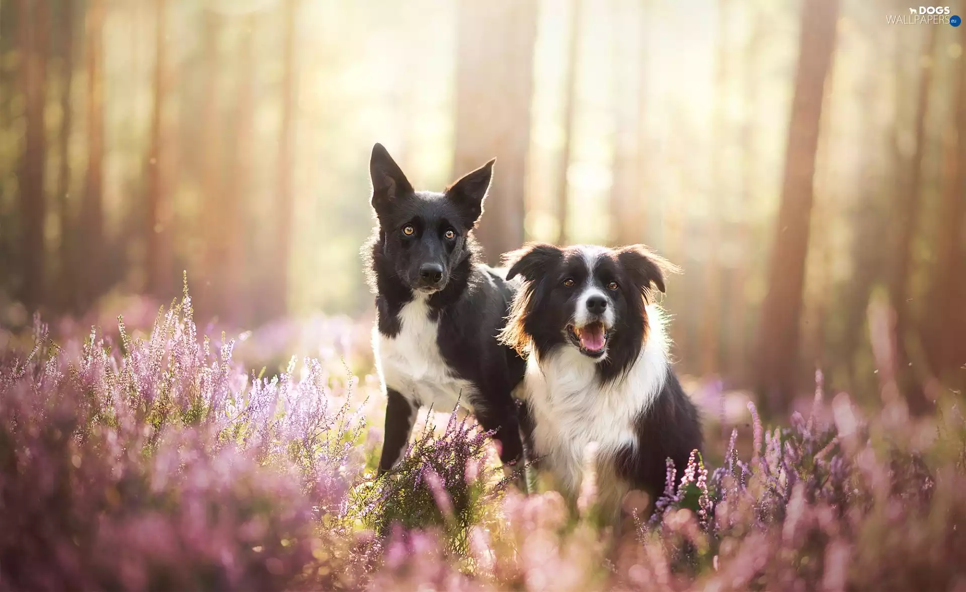 Flowers, Dogs, Meadow