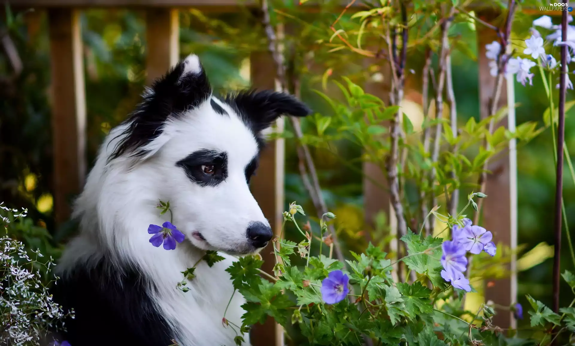 Flowers, dog, Patches