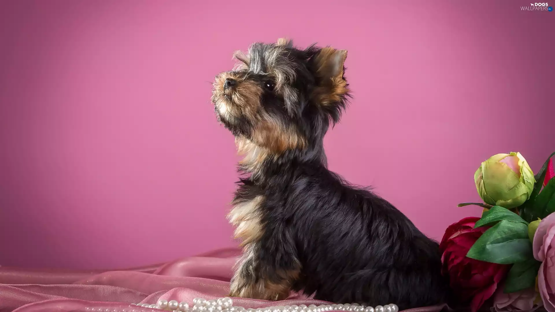 honeyed, Flowers, Pearl, Yorkshire Terrier