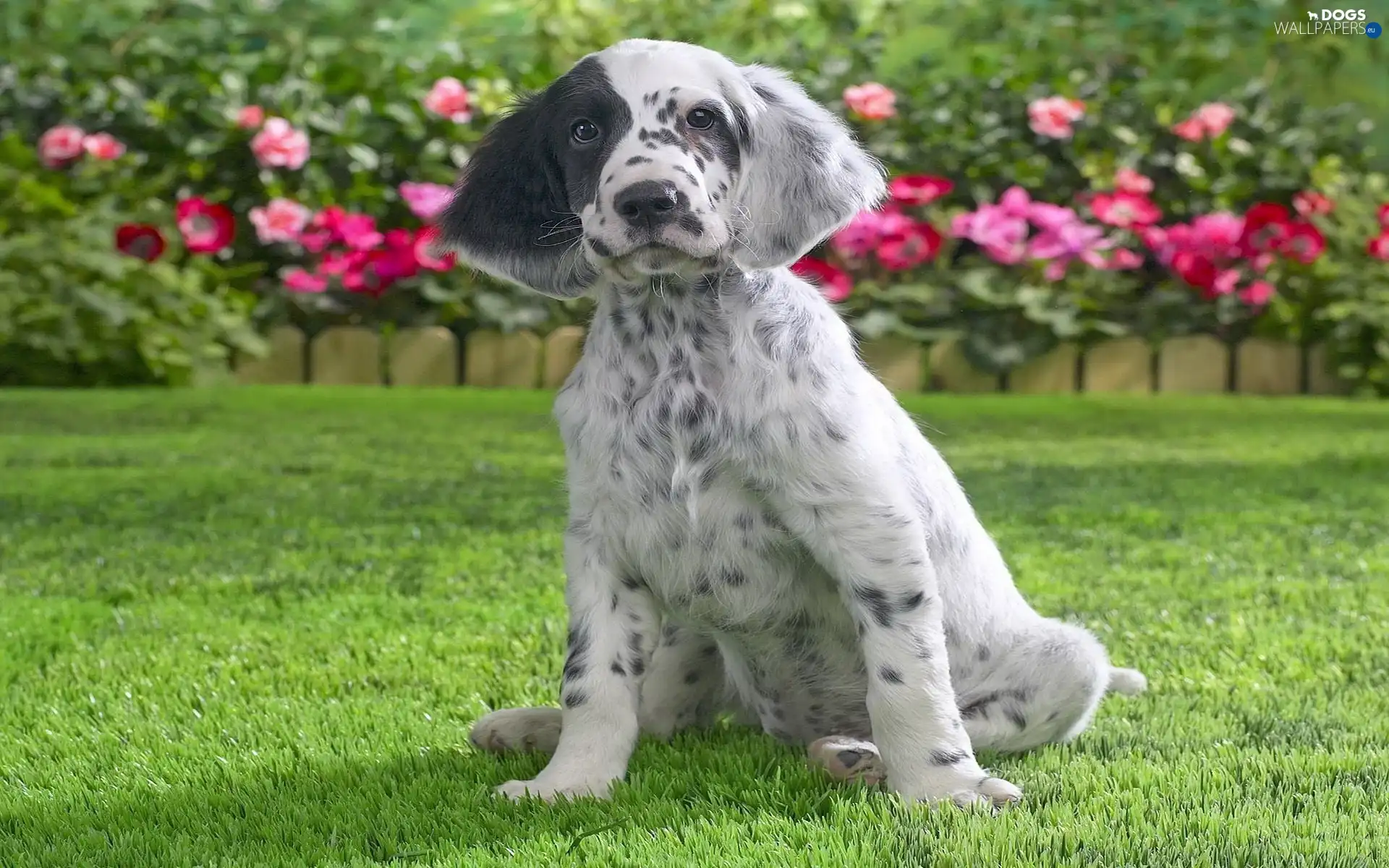 Flowers, grass, Pointer, Patch
