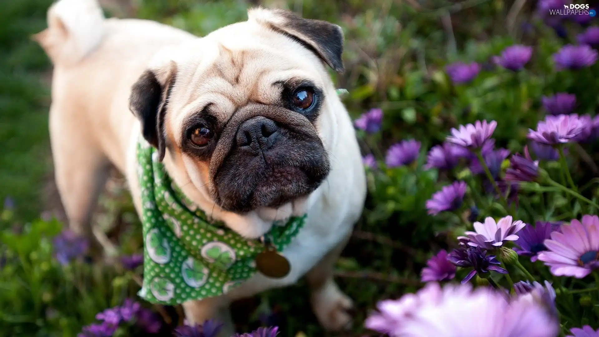 Flowers, purple, pug, scarf