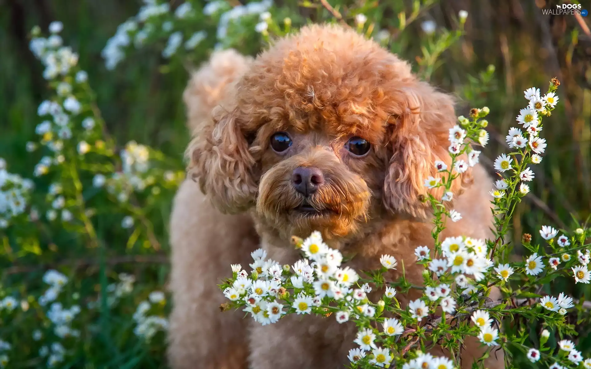 White, flowers, puppie, Meadow, poodle