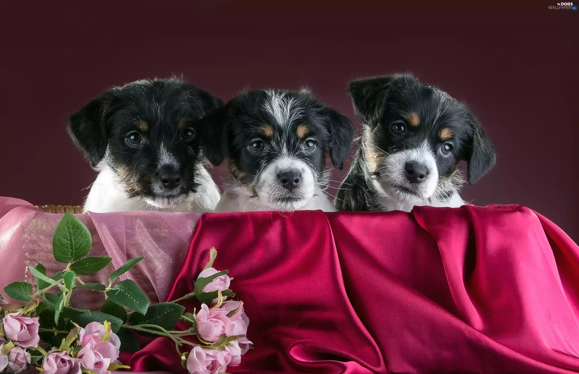 Flowers, Three, puppies