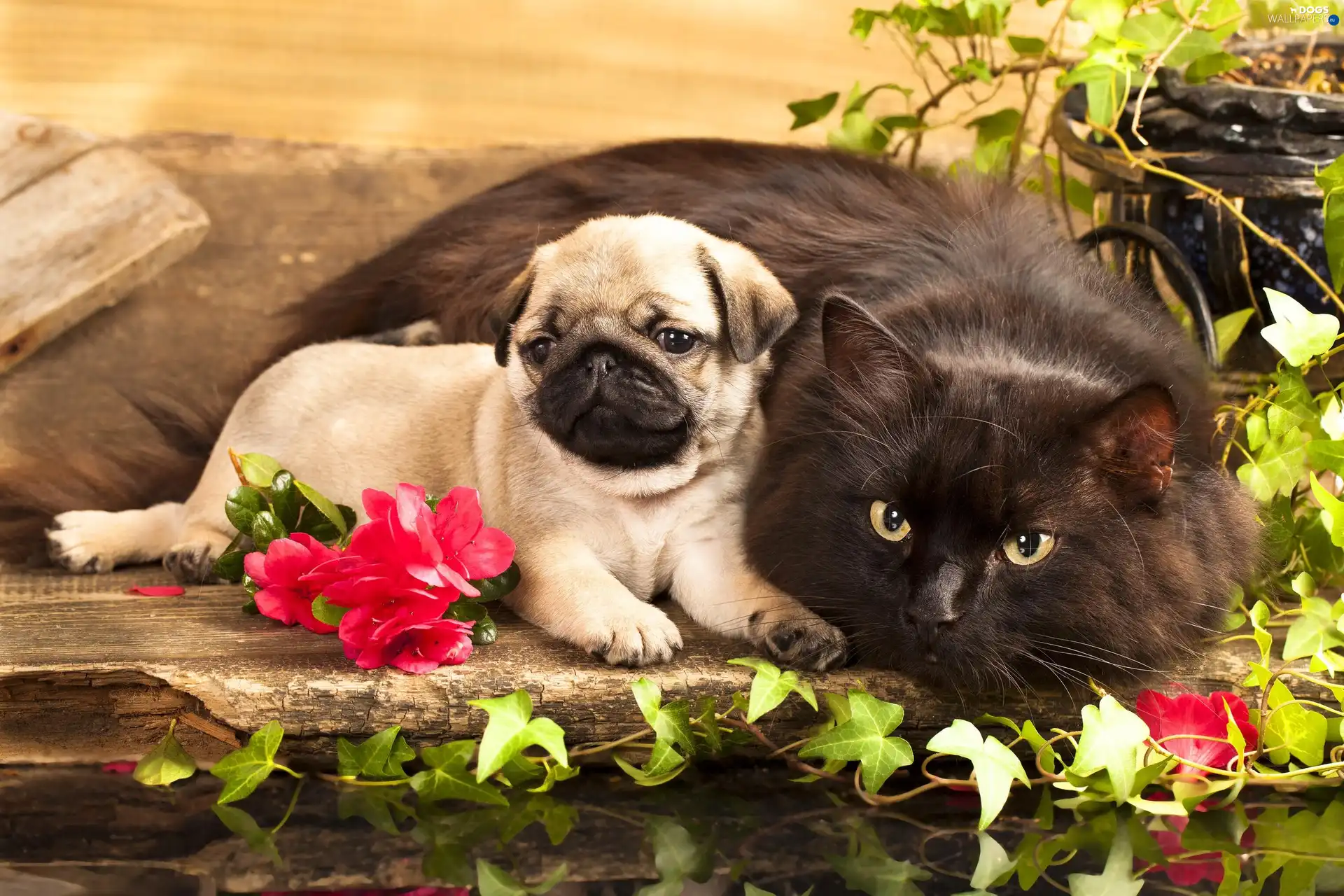 Puppy, Flowers, cat - Dogs wallpapers: 2800x1867