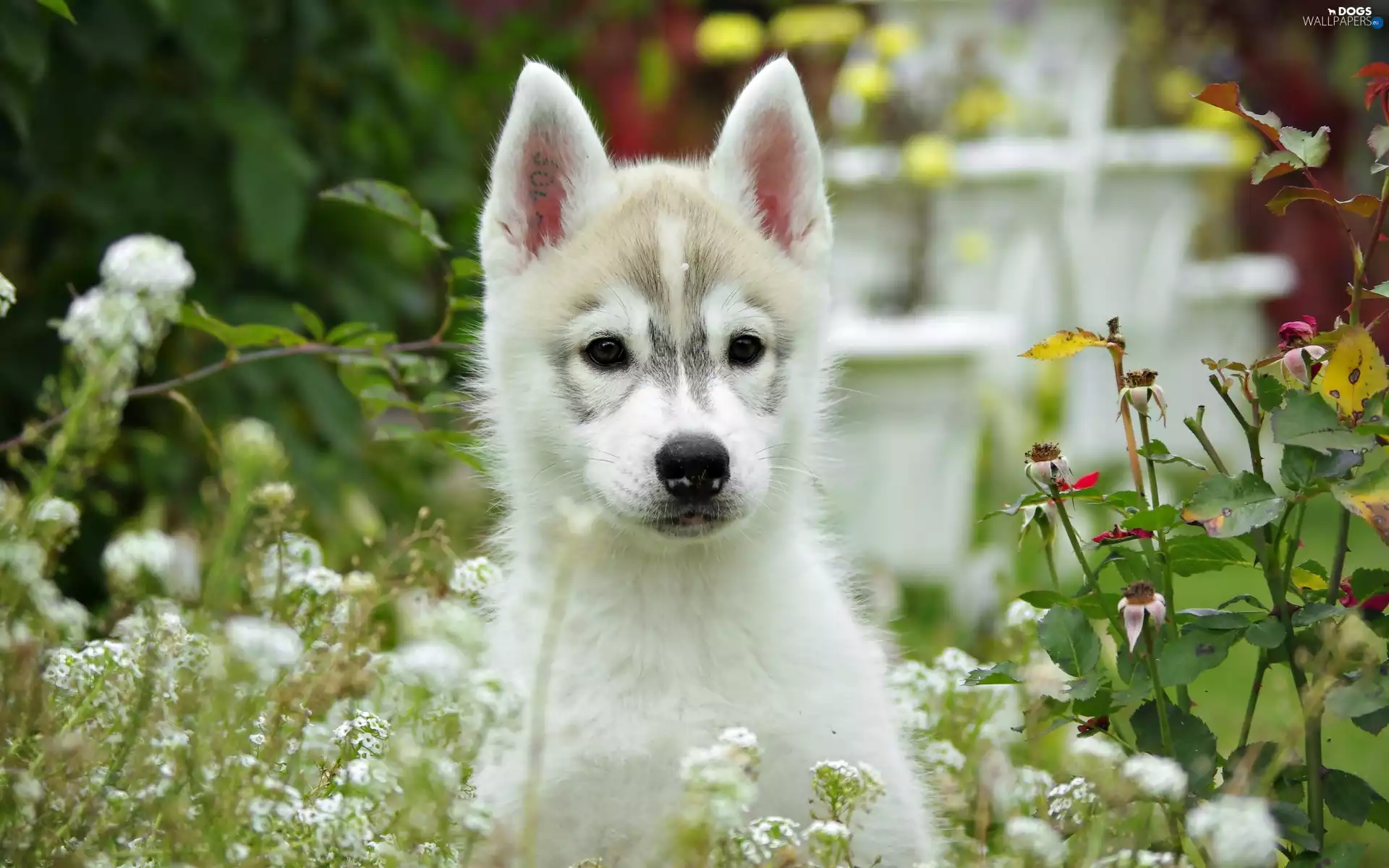 Flowers, White, Puppy