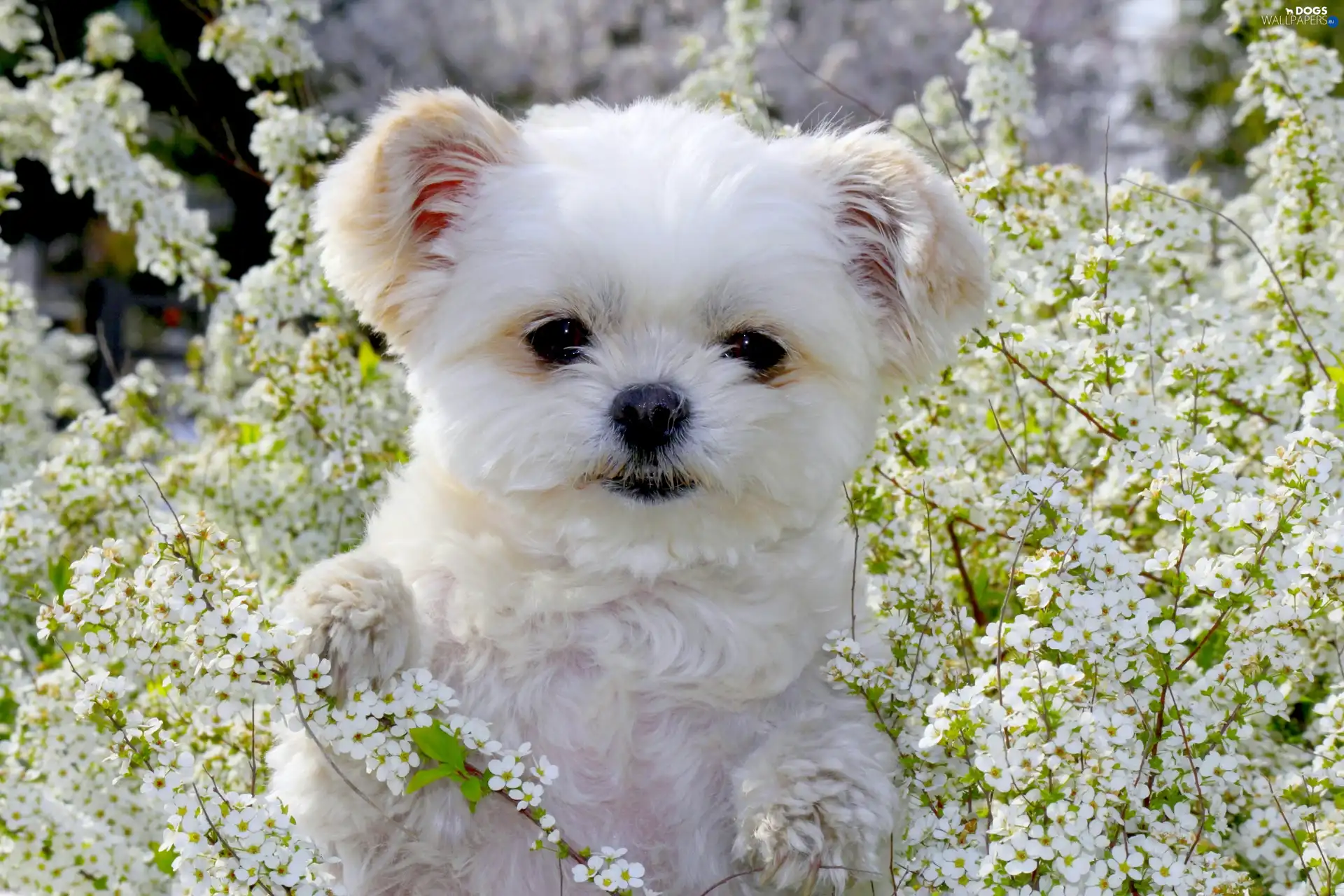 Puppy, Flowers, White