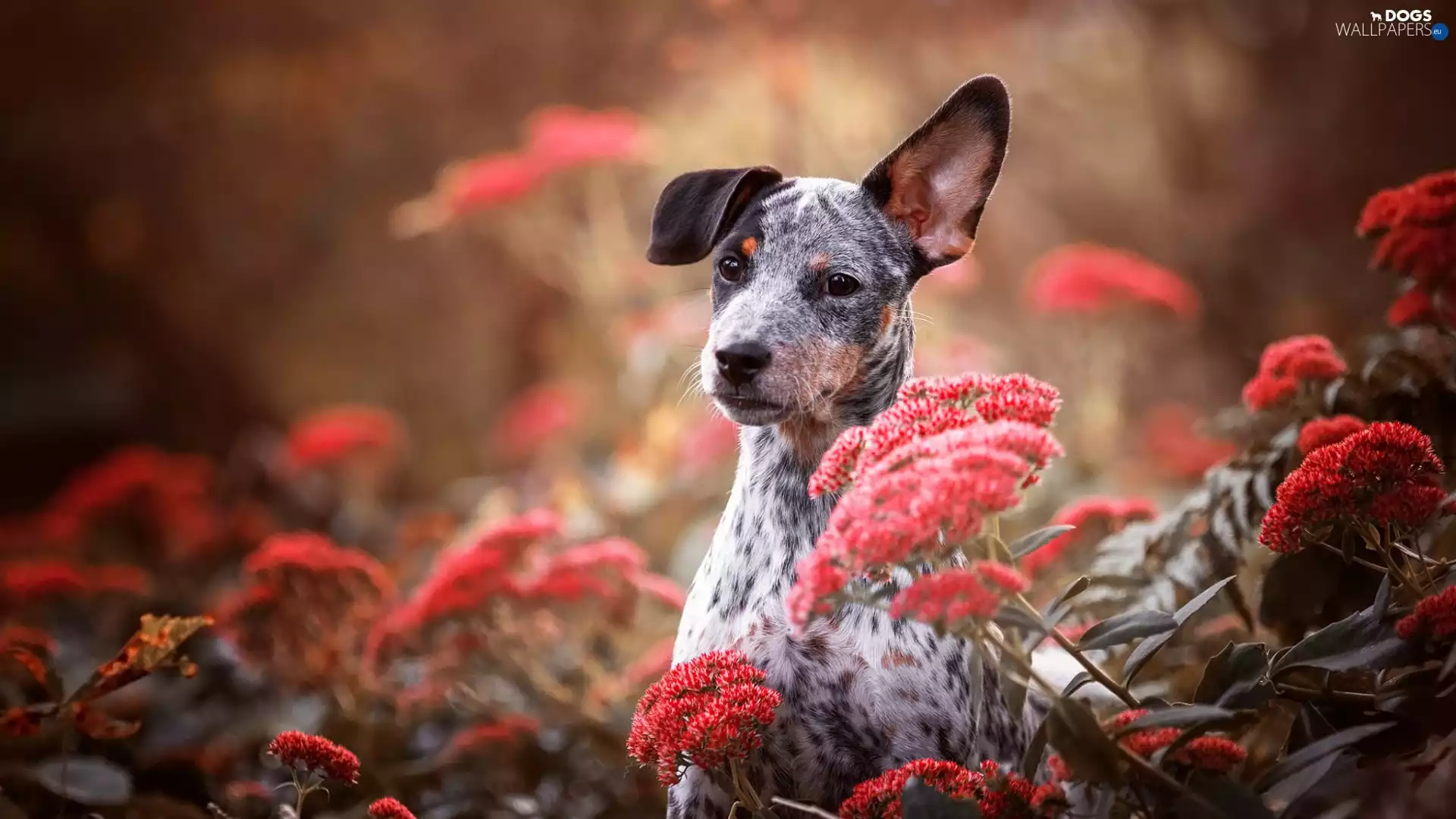 Red, dog, Puppy, Flowers