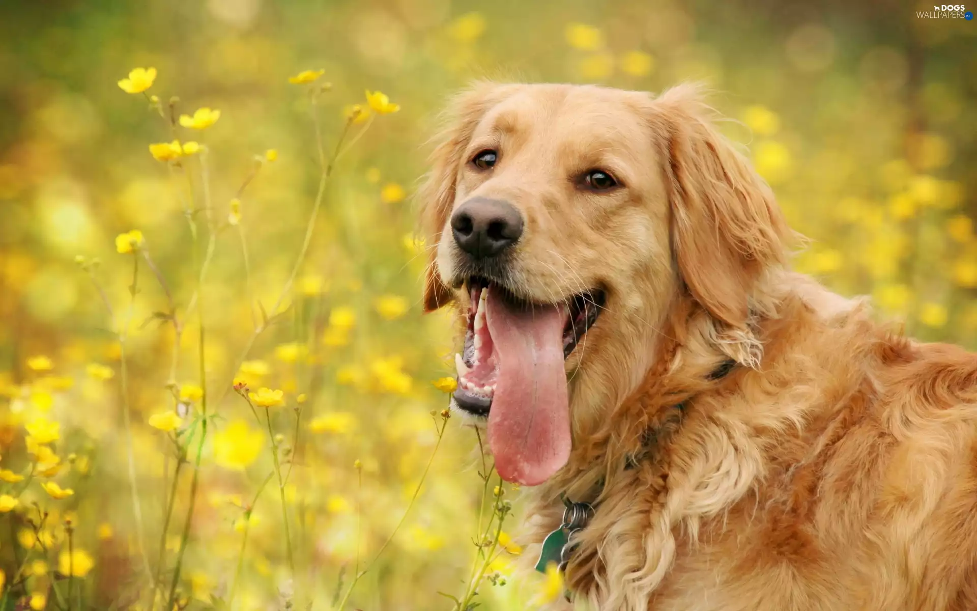 Yellow, Flowers, retriever, Meadow, golden