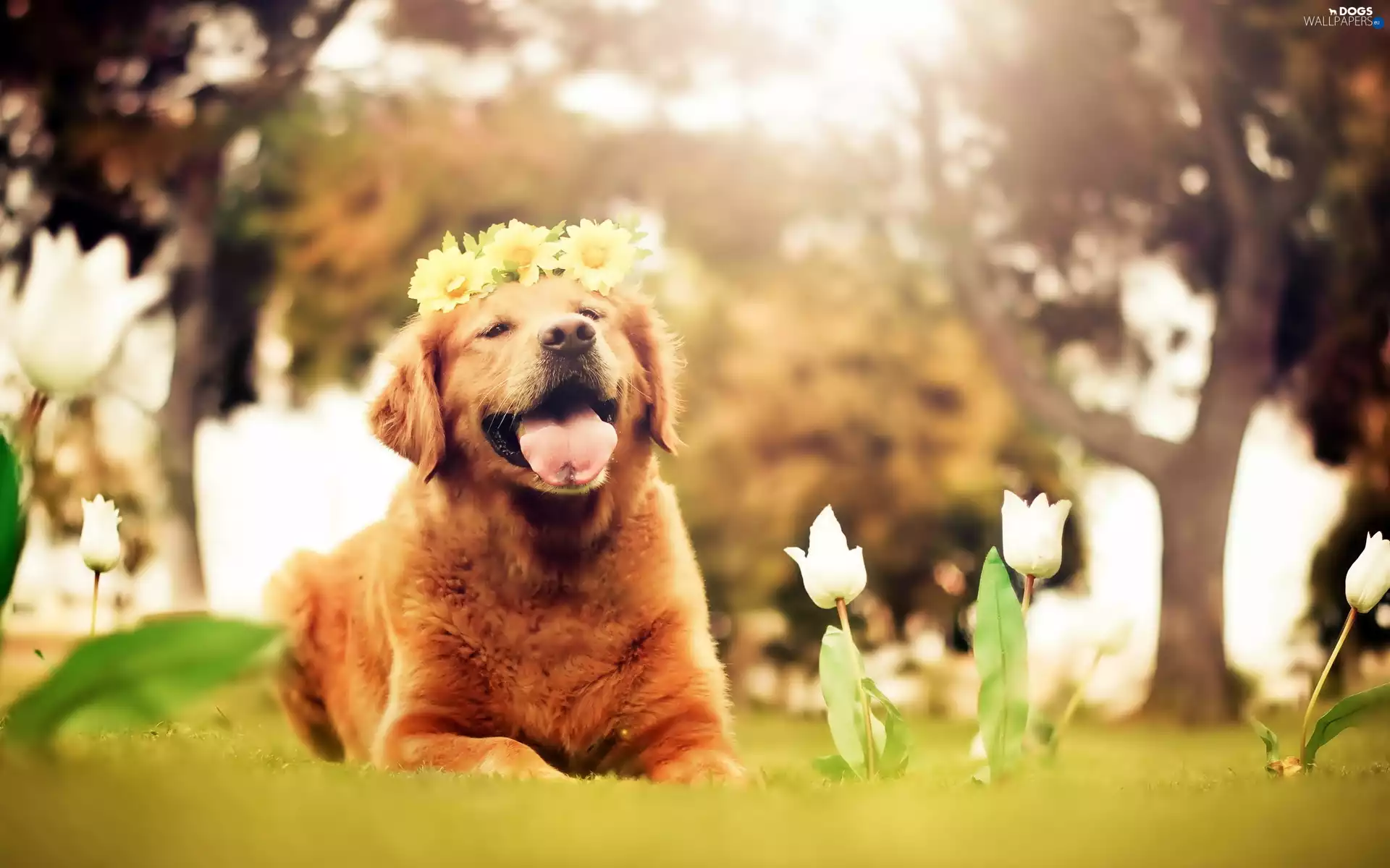 Flowers, White, wreath, Tulips, viewes, Golden Retriever, dog, trees