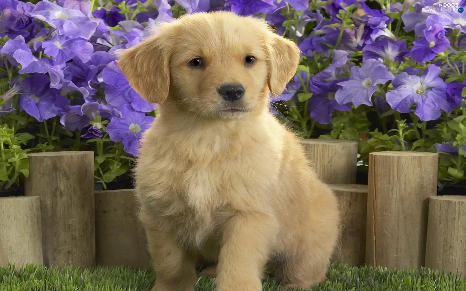retriever, Flowers, Labrador
