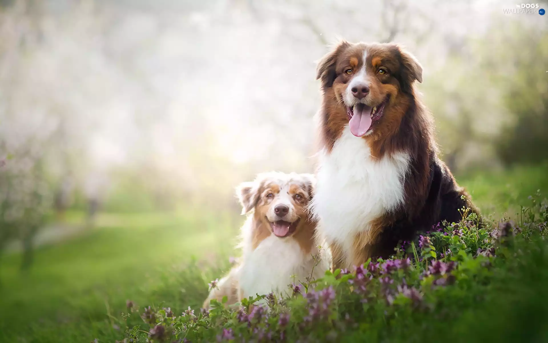 Australian Shepherds, Meadow, Flowers, Australian Shepherd