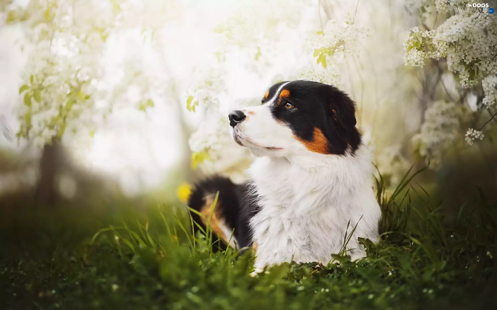 lying, Australian Shepherd, Flowers, Australian Shepherd