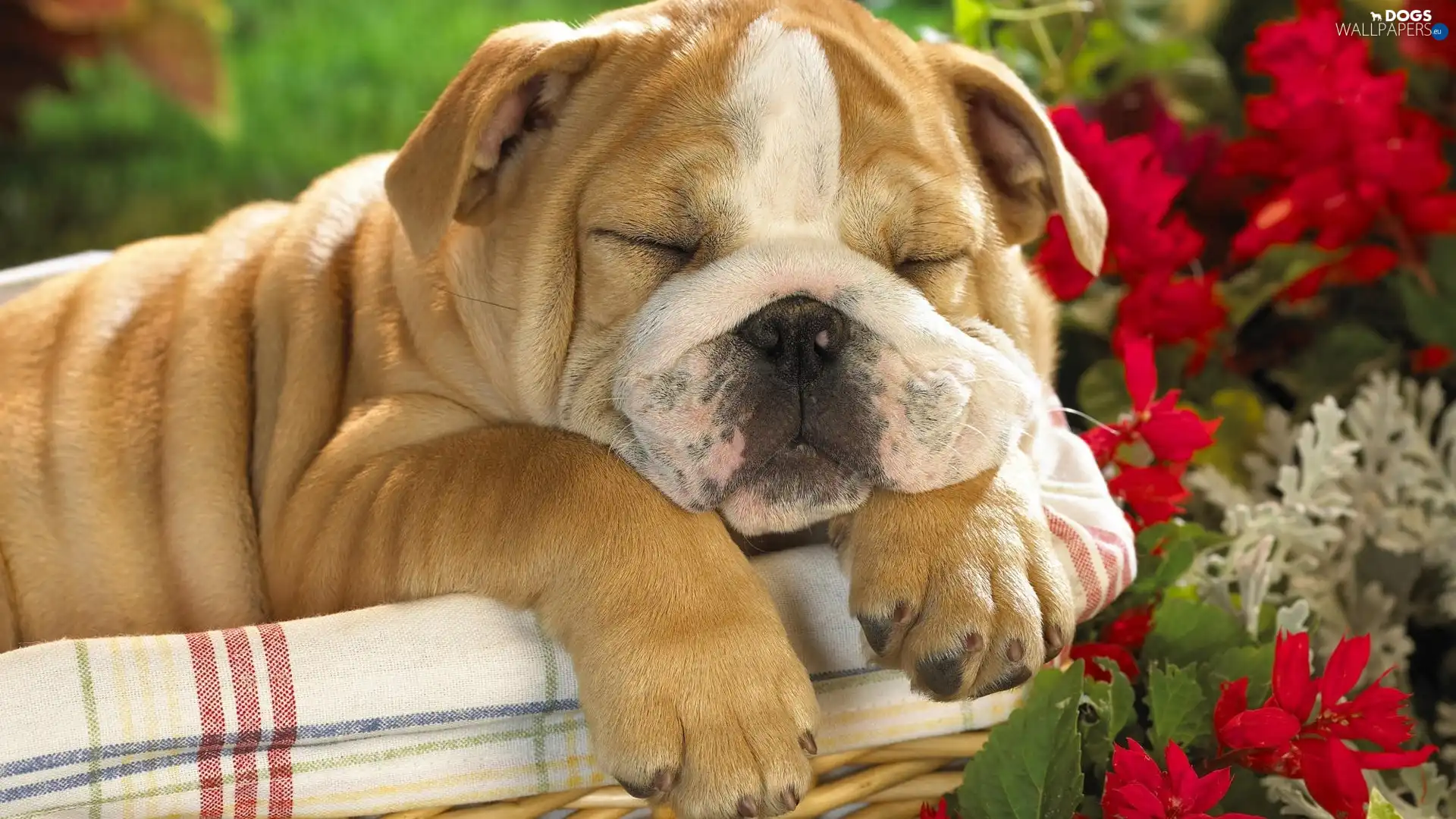 Flowers, basket, sleepy, dog