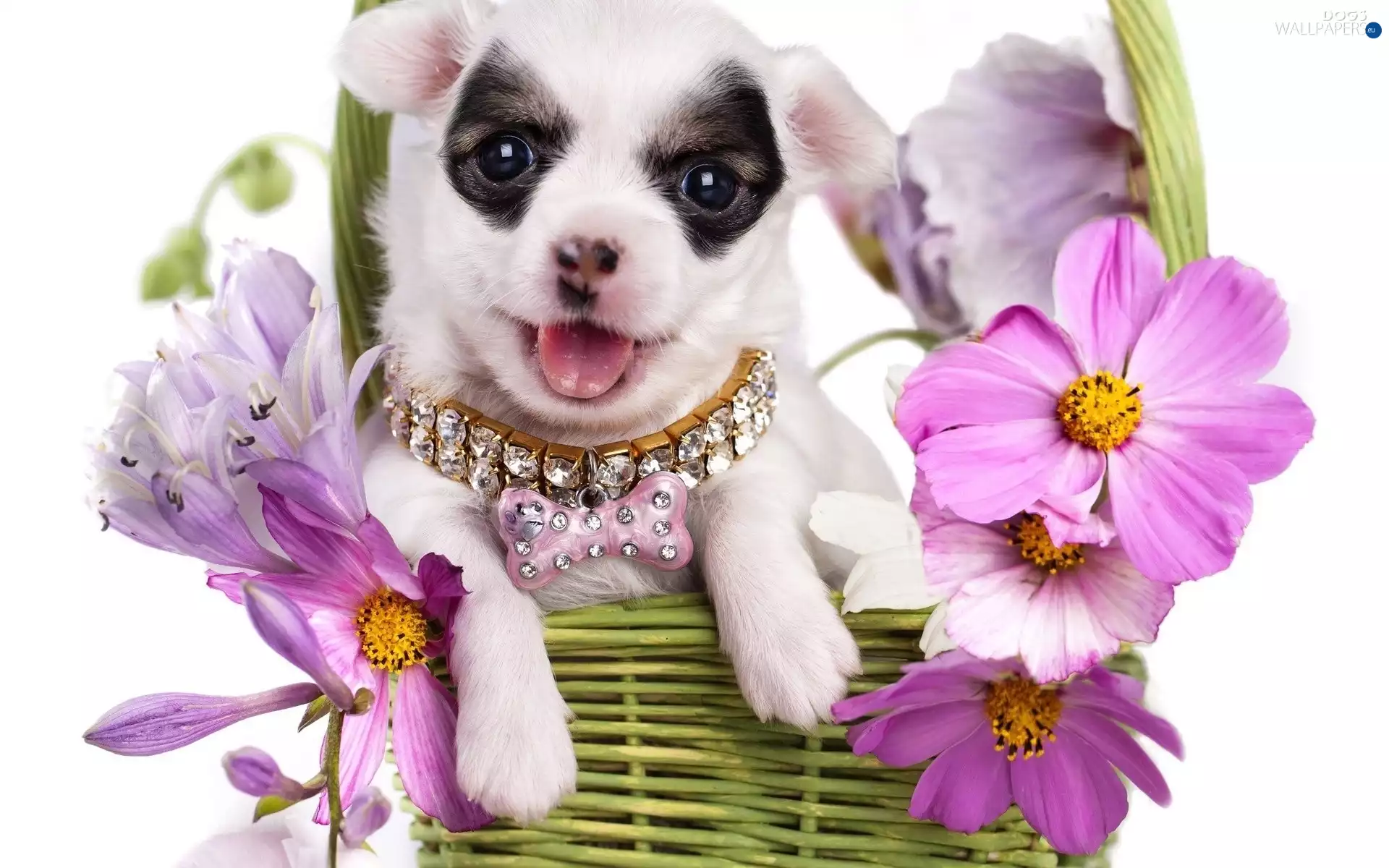 puppies, Flowers, sweet, Dogs, animals