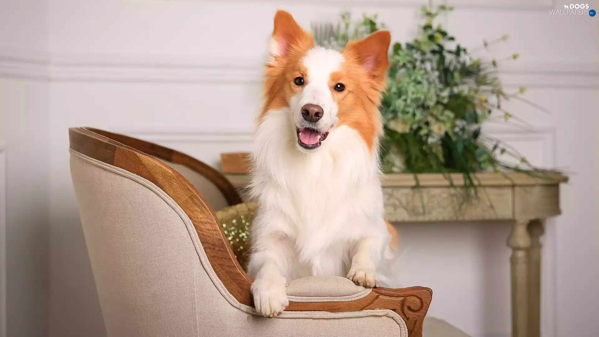 muzzle, dog, table, Flowers, Armchair, Border Collie