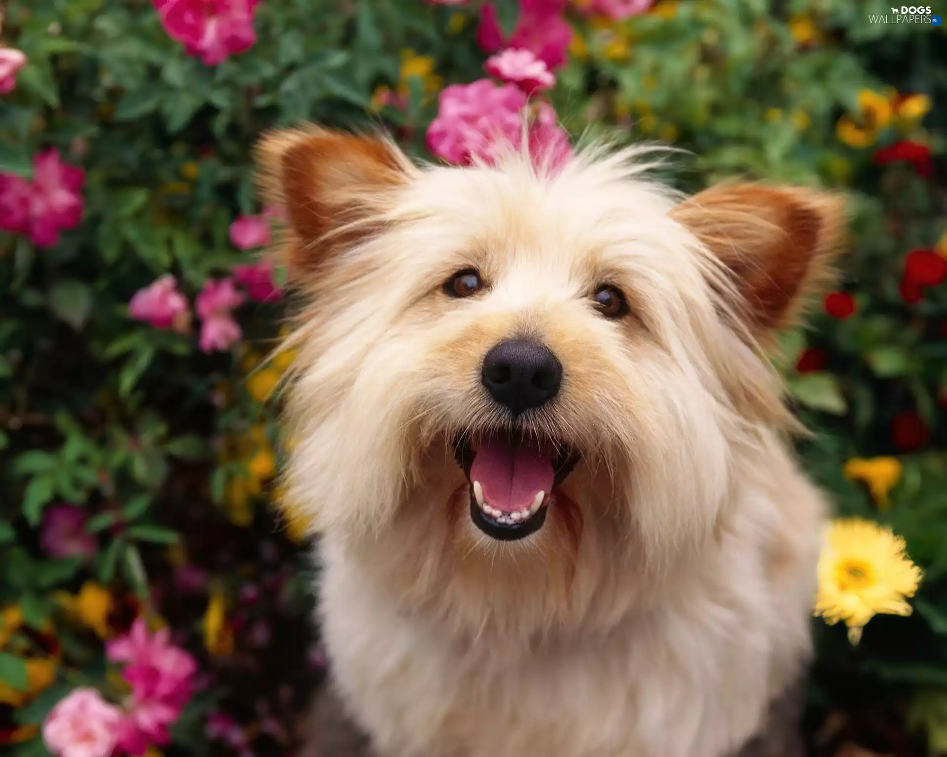 Flowers, doggy, terrier