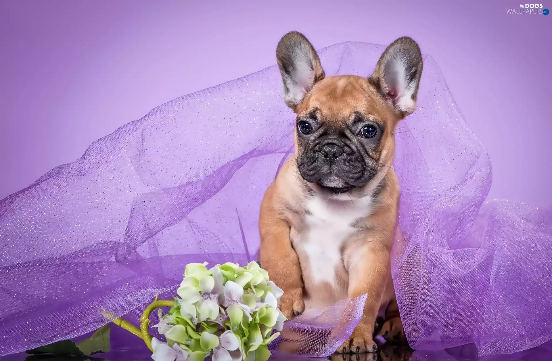 Flowers, Puppy, tulle