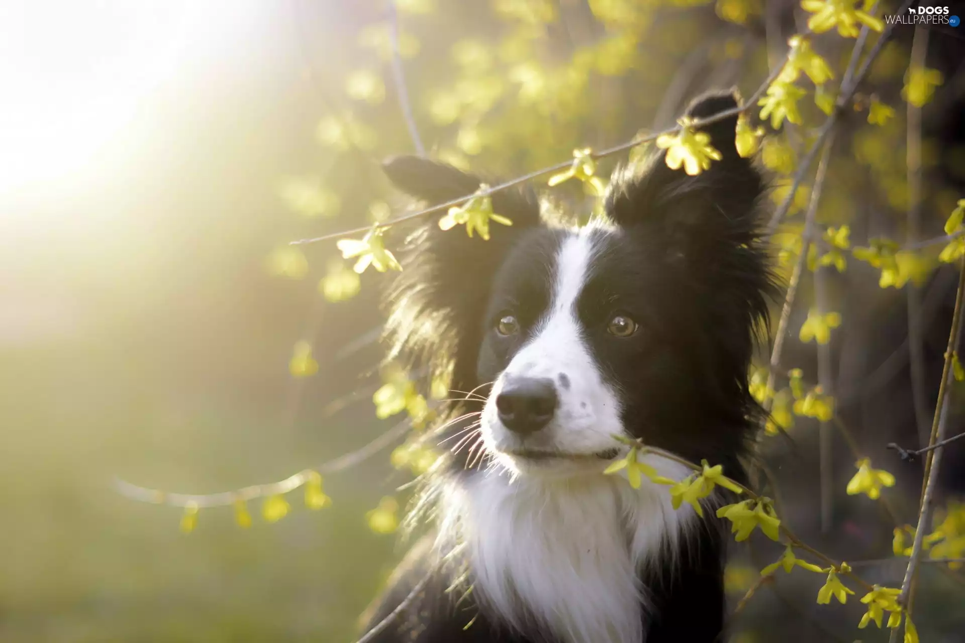 Flowers, dog, Twigs