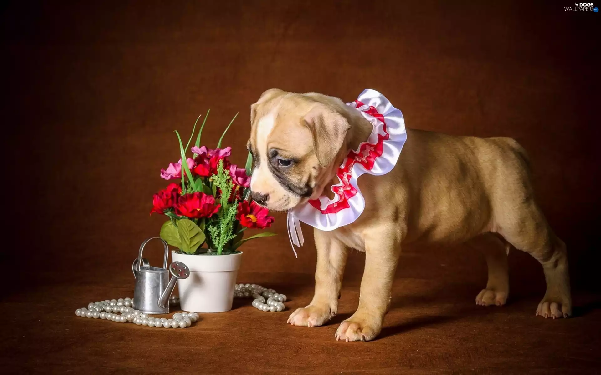 dog, Flowers, Watering Can, Puppy