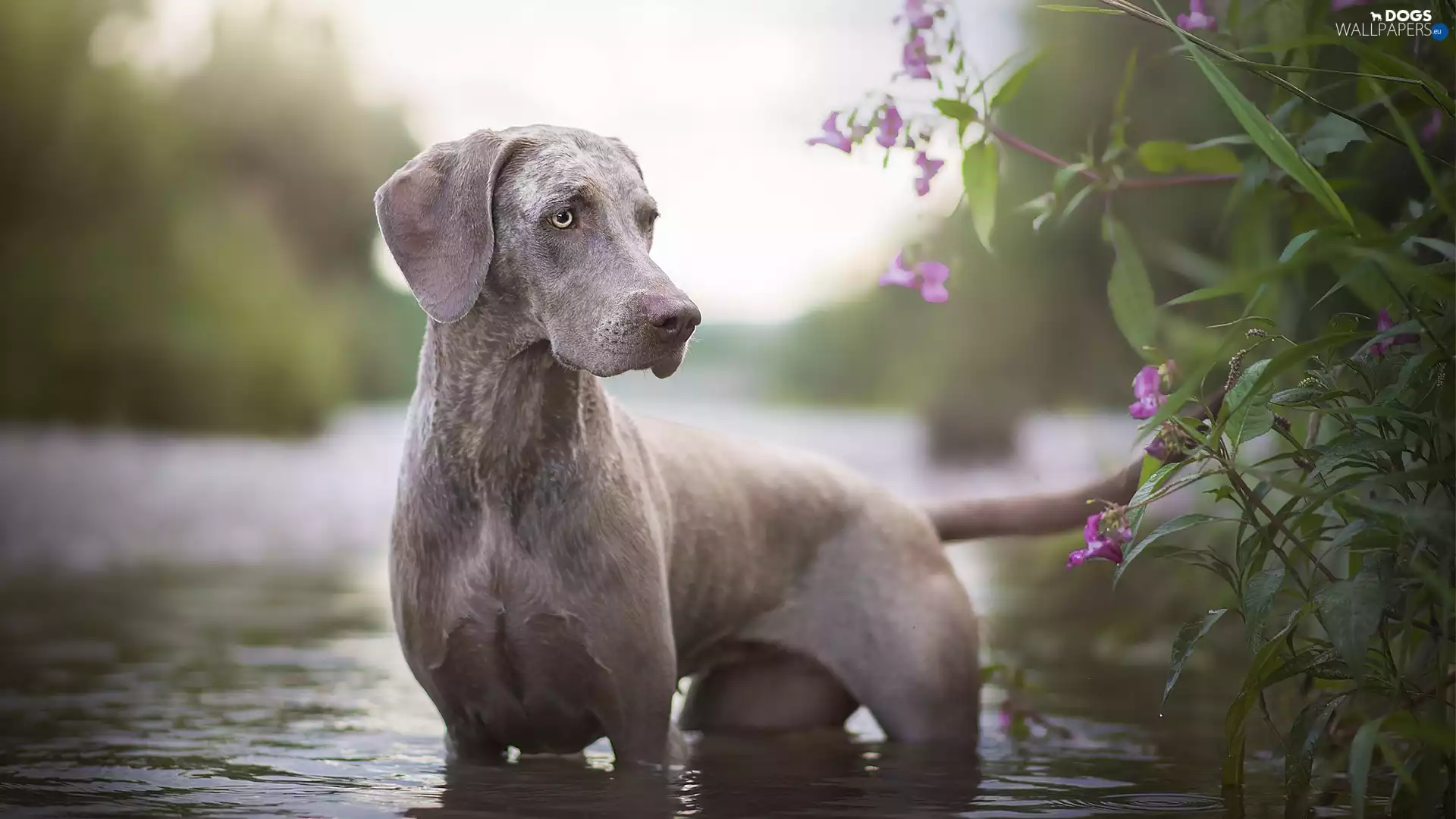 Plants, Flowers, Weimaraner, water, dog