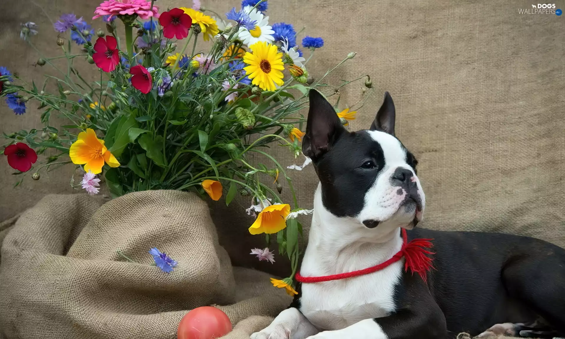 bouquet, flowers, White, doggy, black