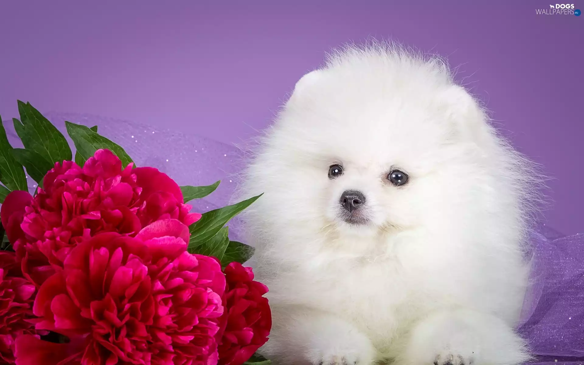 Flowers, point, White